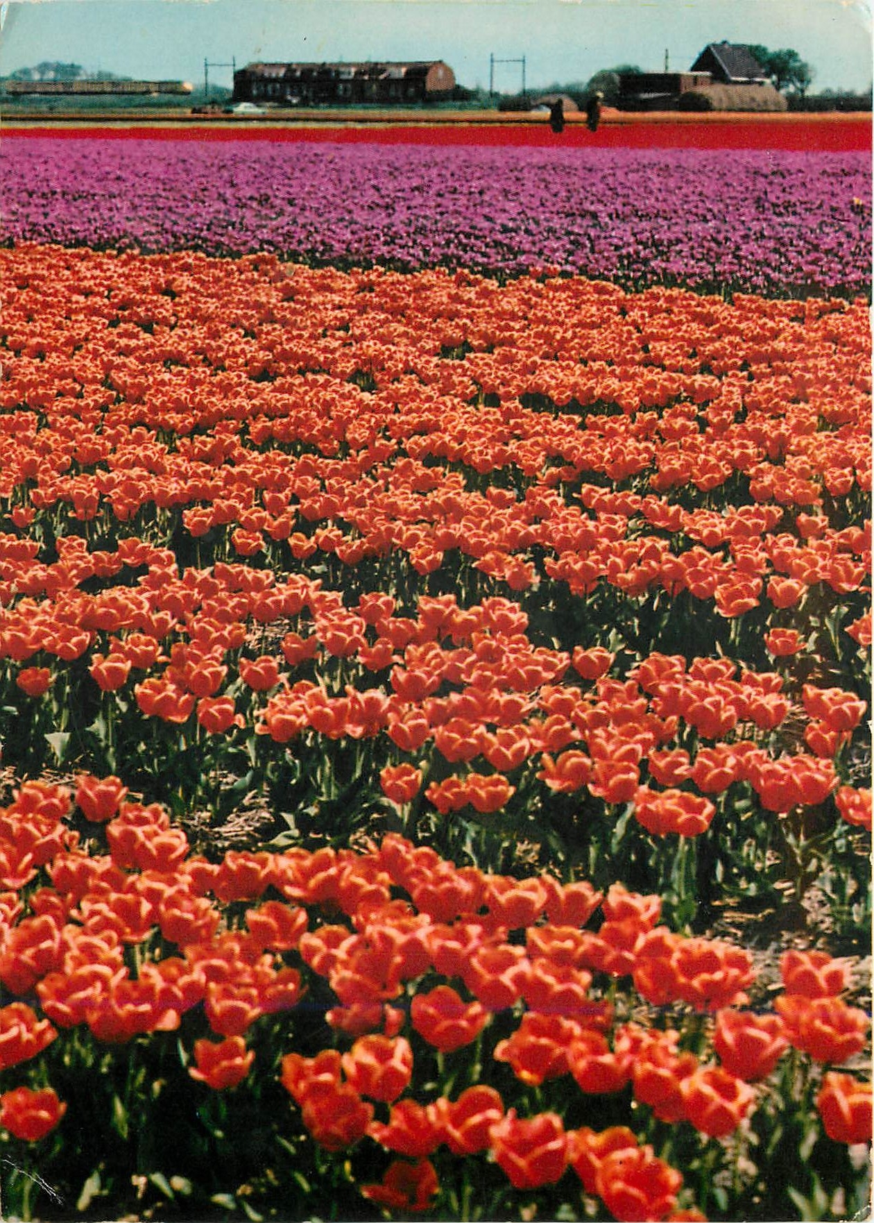 CPM Holland La Hollande en parure des fleurs