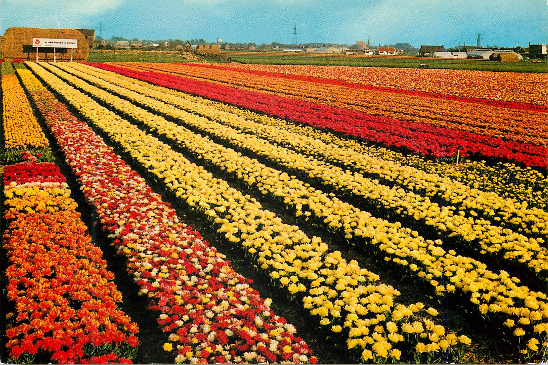 CPM Holland La Hollande en parure des fleurs
