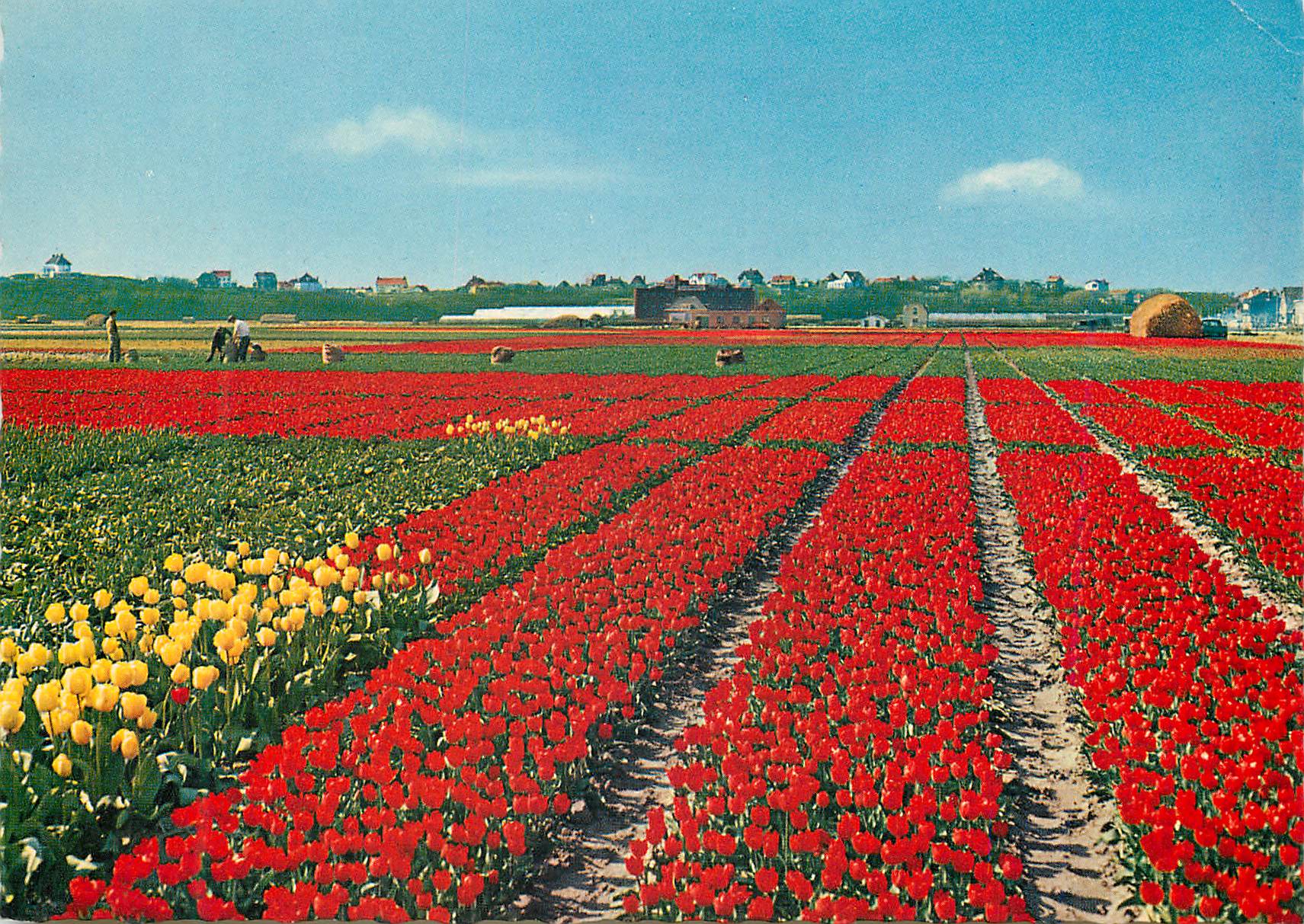 CPM Holland La Hollande en Parure des fleurs