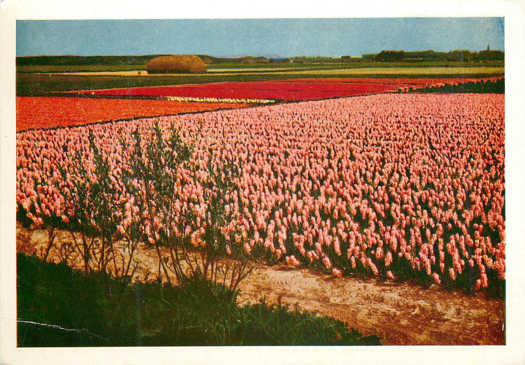CPM Holland