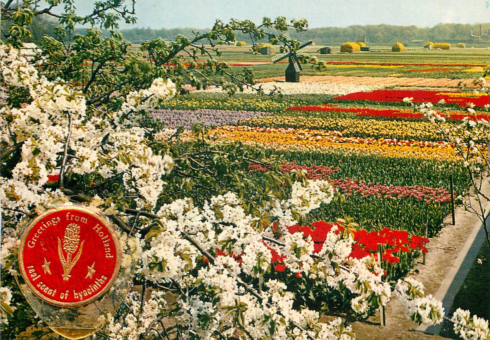 CPM La Hollande en Parure des Fleurs