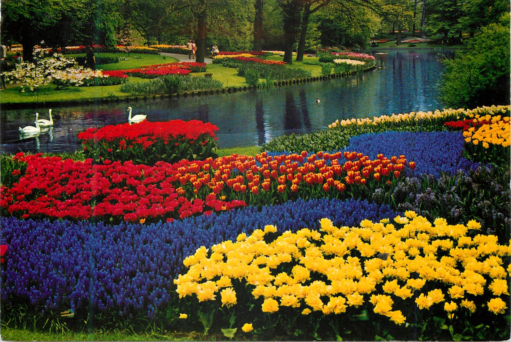 CPM La Hollande en parure des fleurs