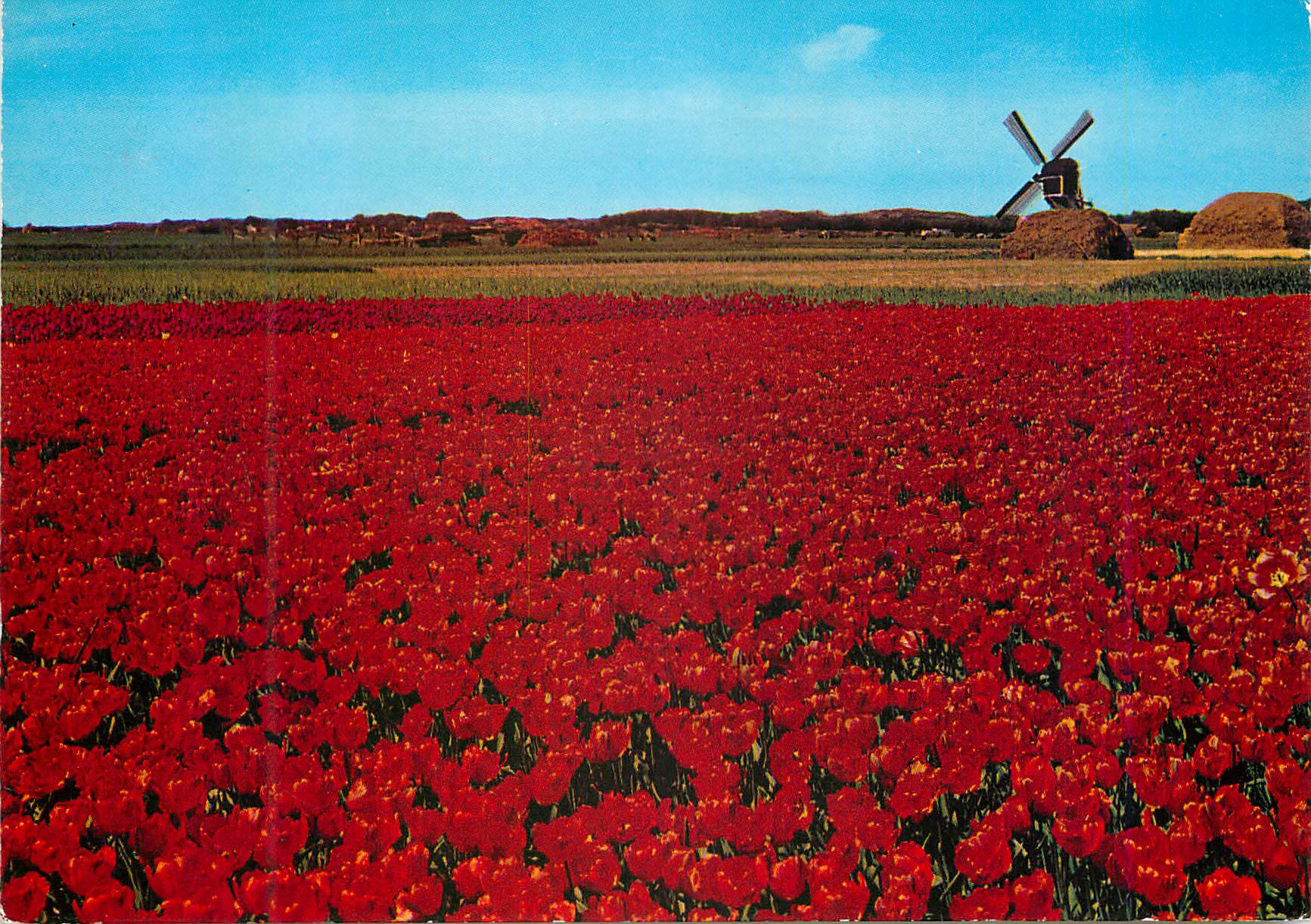 CPM Holland Land of Flowers and Wind mille