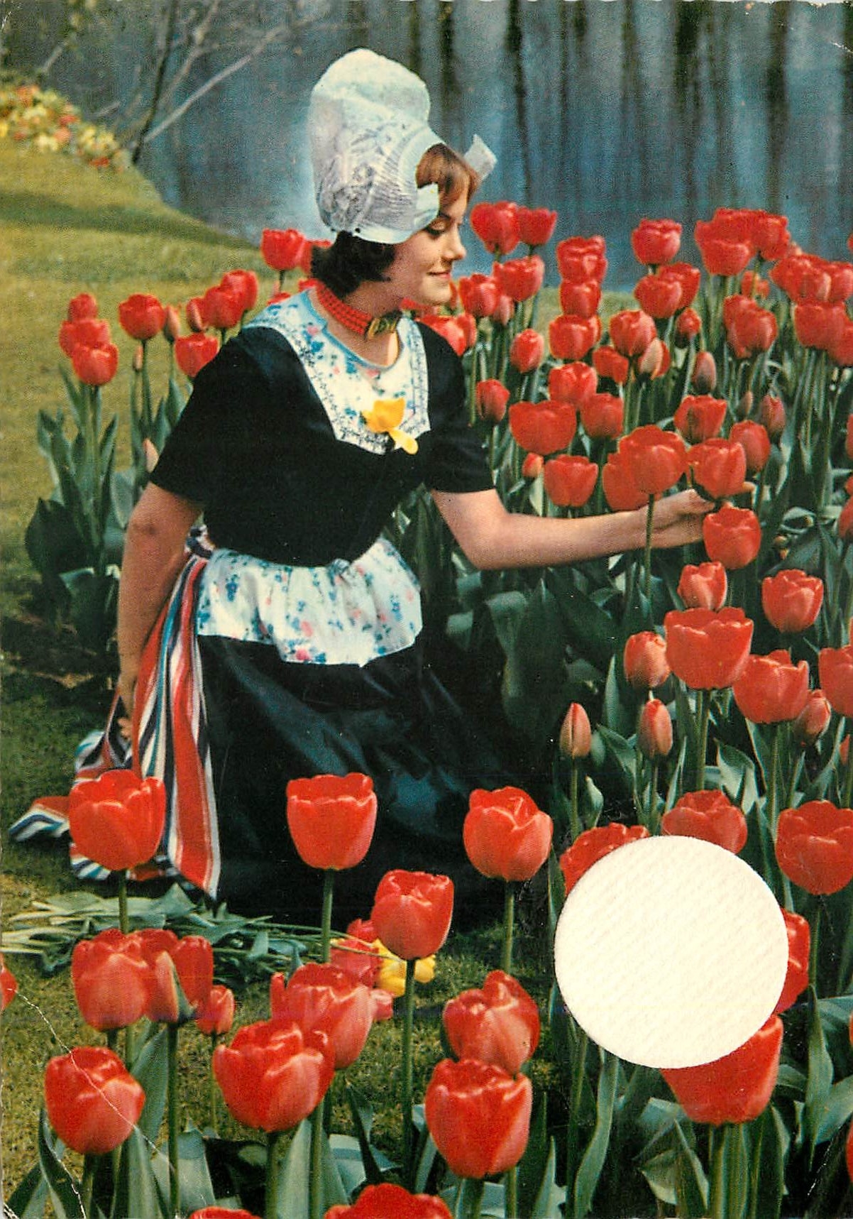 CPM La Hollande en parure des fleurs