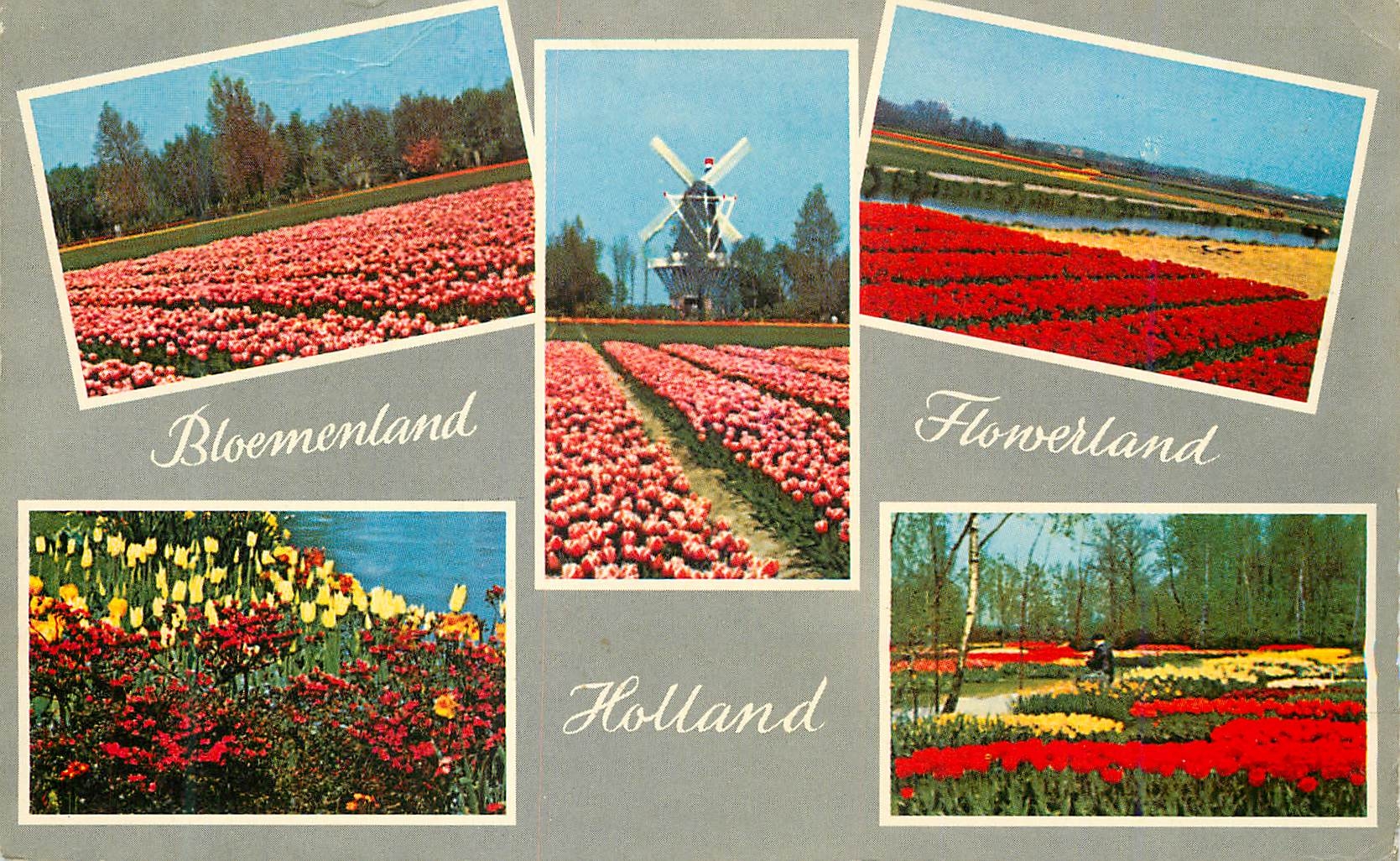CPM De Bloemenvelden in Bloei It is Bulb Time
