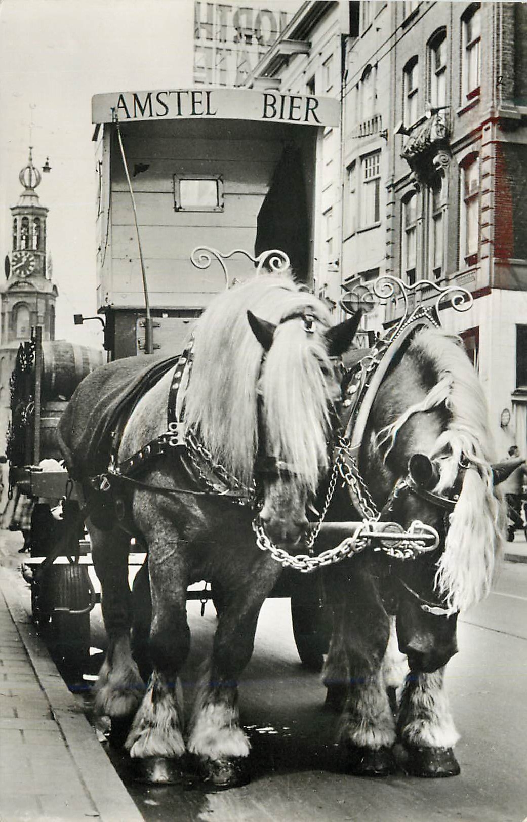 CPM Amstel Bier Les chevaux de la Brasserie Amstel Chevaux