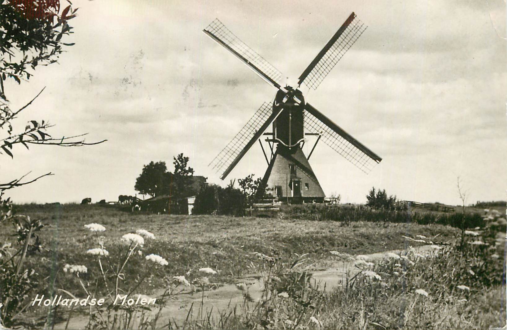 Hollandse Molen — moulin à vent hollandais — Nadruk verboden No. 1914