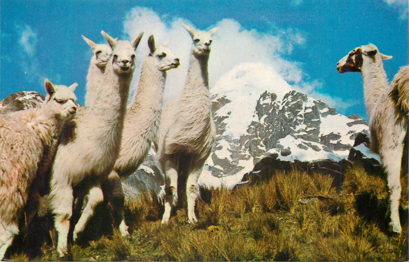 CPM Group of Llamas in the Andes