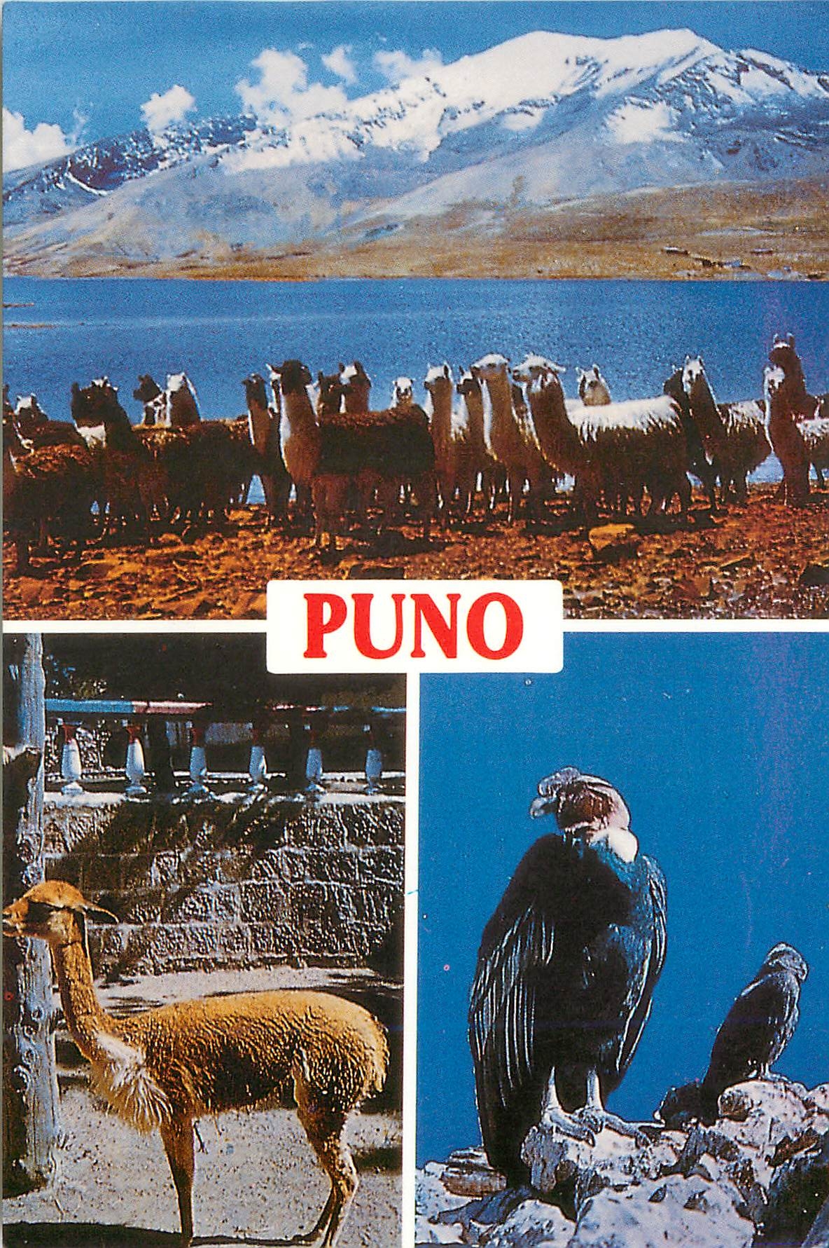CPM Puno Peru Condors vicunas llamas at lake Titicaca the cordillera on the background