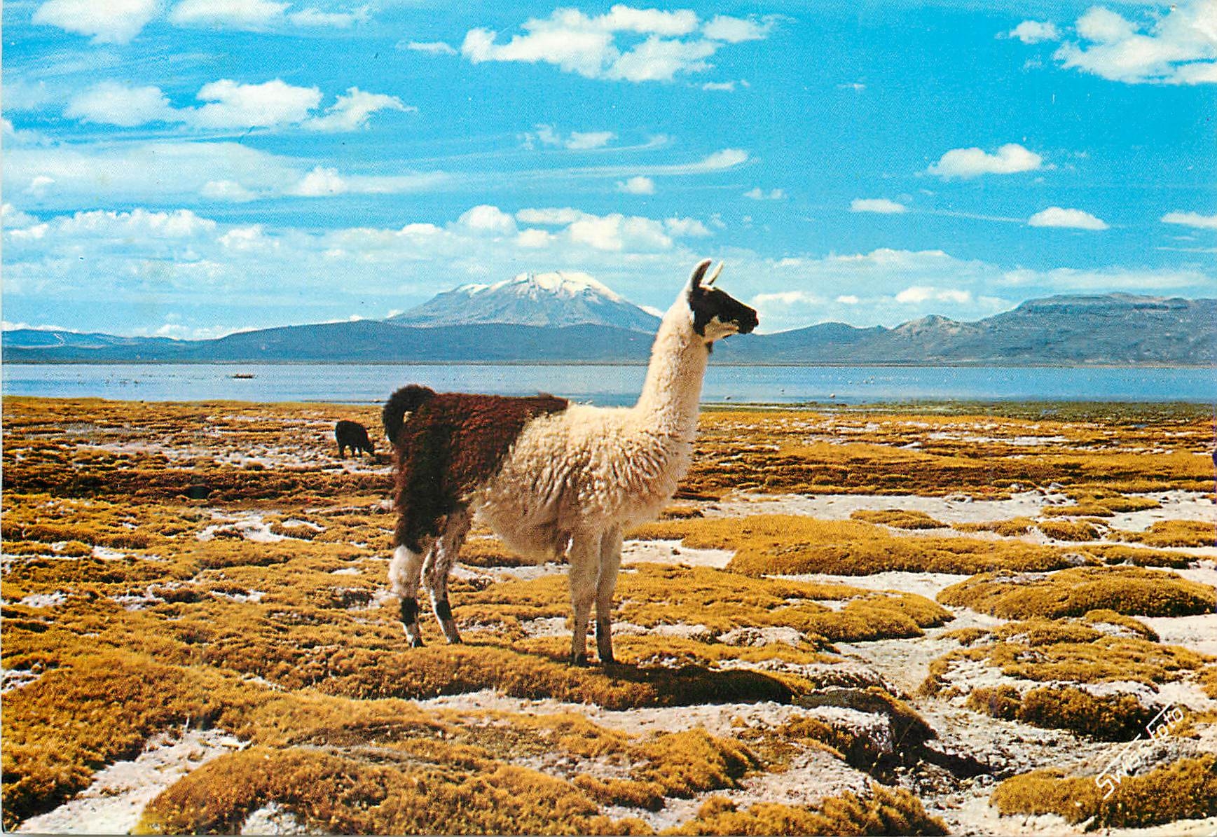 CPM Lake Salinas Peru Lama in the background Volcano Urbinas