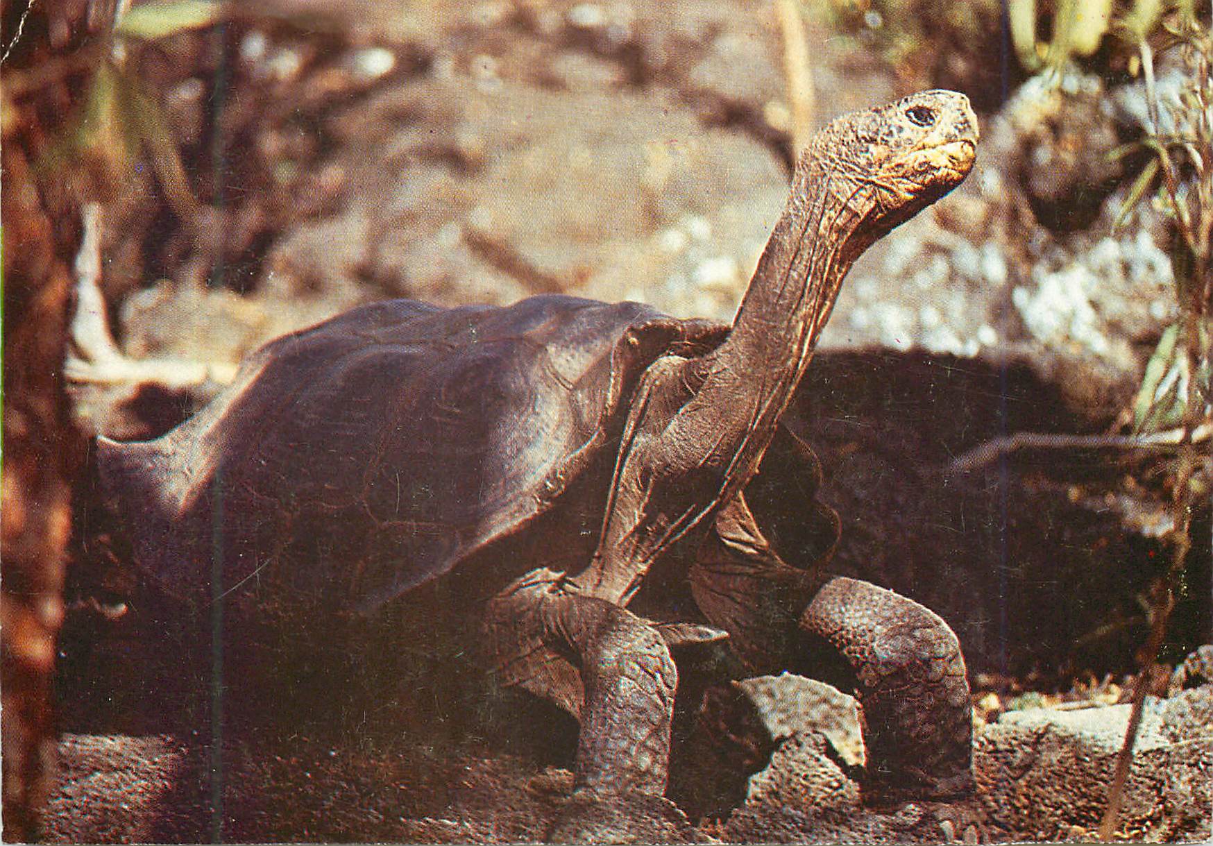 Tortue géante des Galápagos — Éditeur non visible, n° de série non lisible