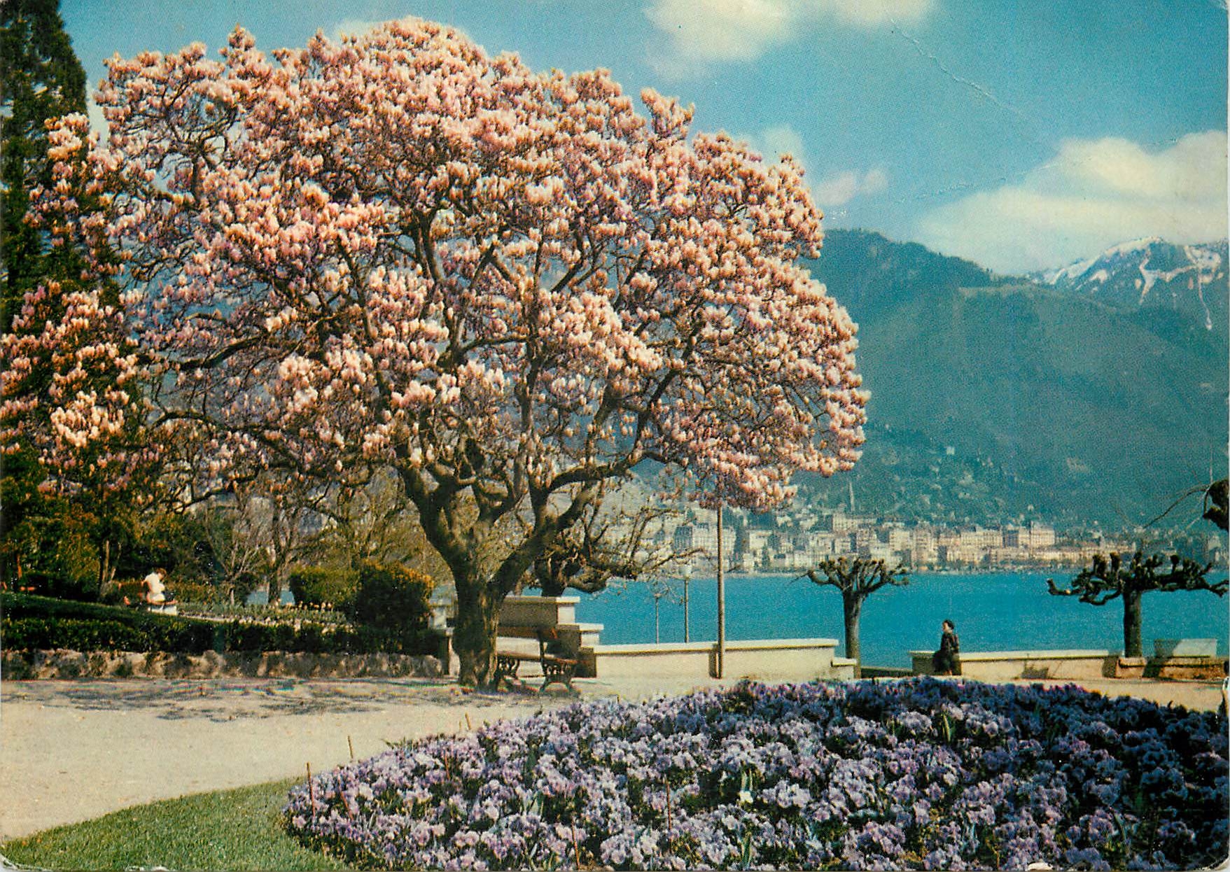 CPA Magnolia a Clarens au loin Montreux