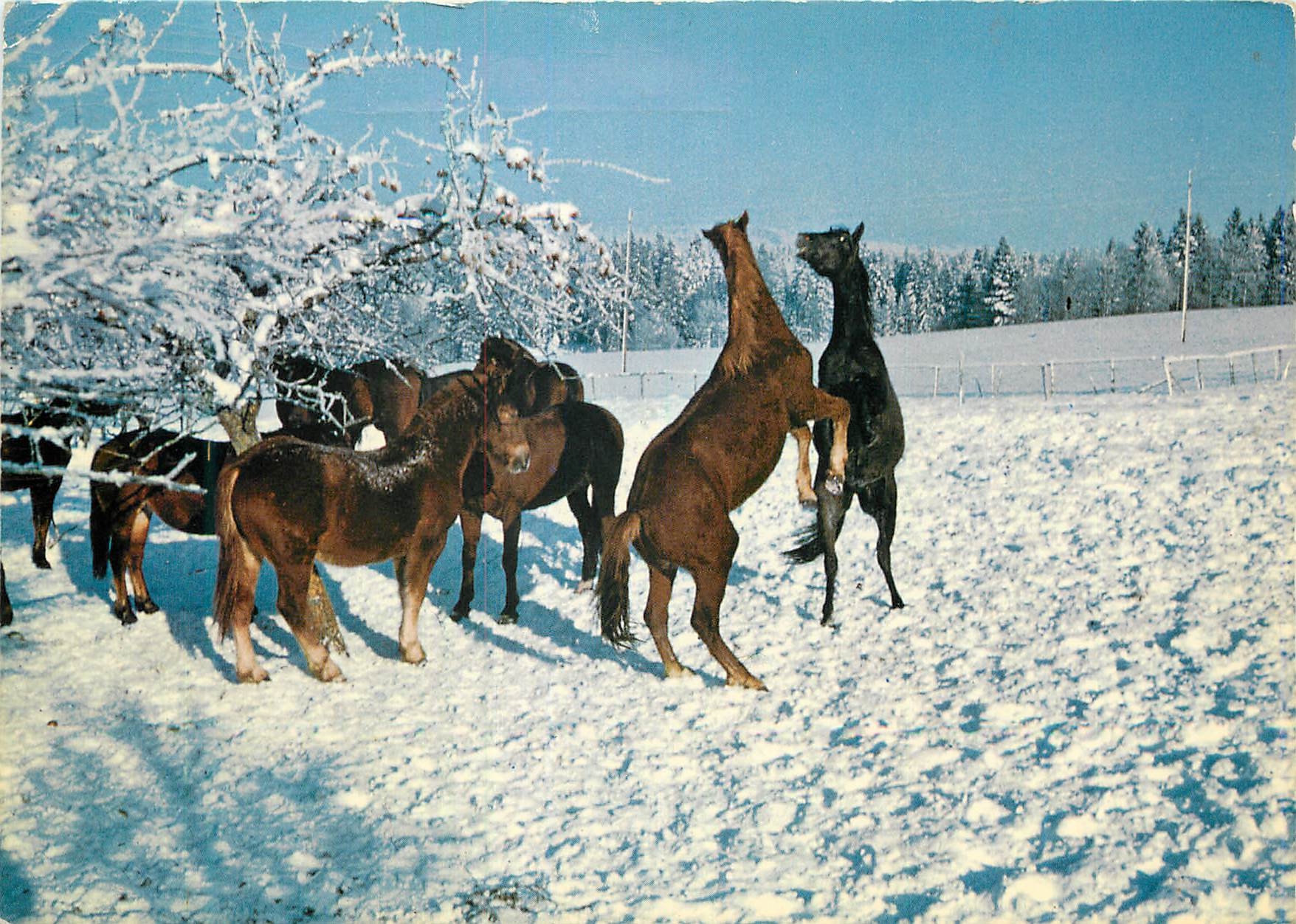 CPM Aux Franches Montagnes Chevaux