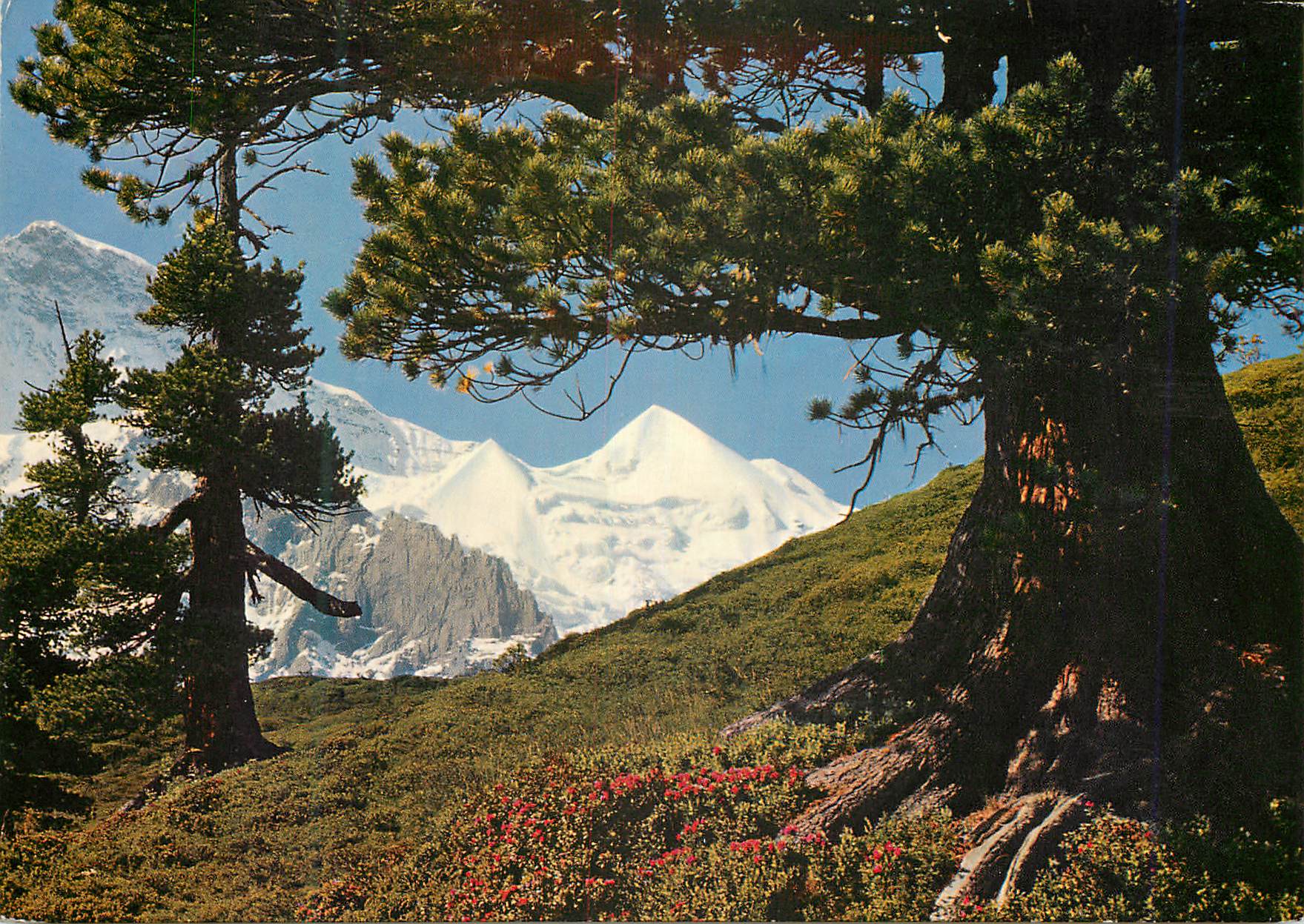 CPM Jungfrau und Silberhorn mit Bergarve