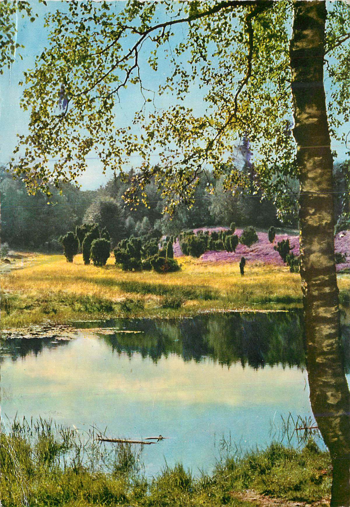 Heide — Vue de la forêt de la Heide — éditeur Heide, n° 608