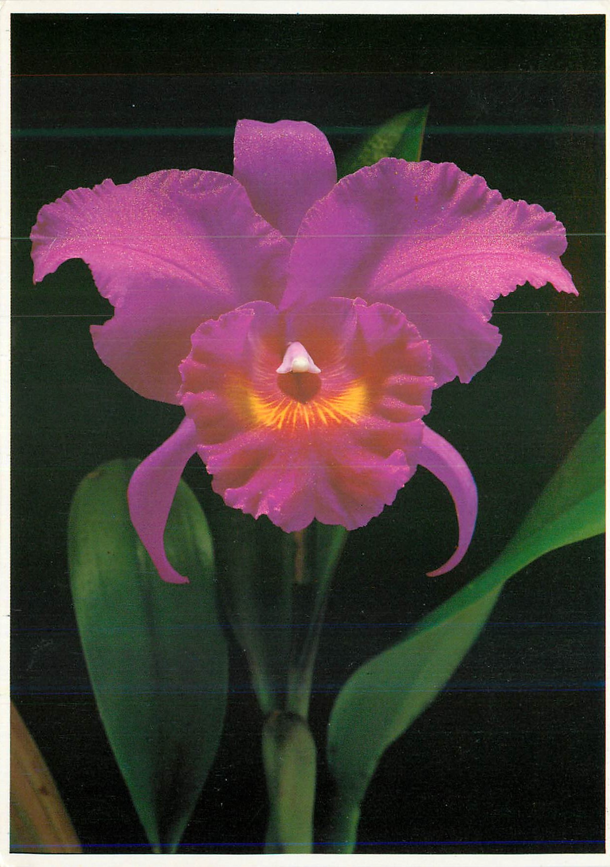 CPM Orchidee Flowers Tahitian gardens