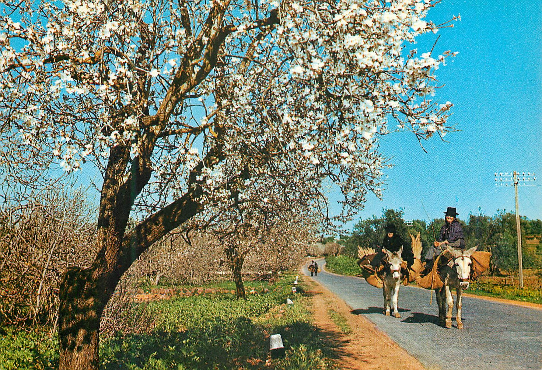 CPM Almonds in blossom Algarve Ane Donkey