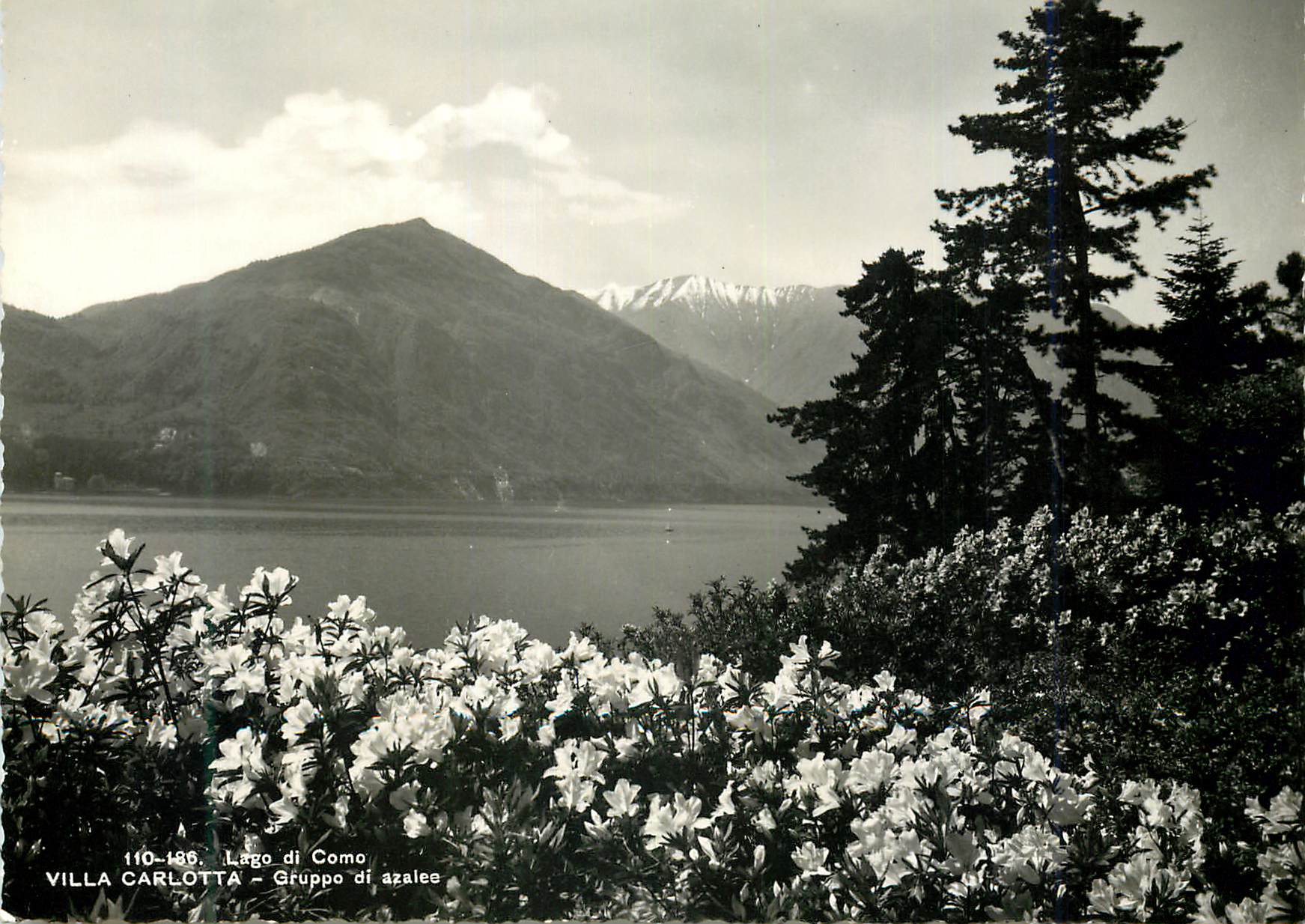 CPM Lago di Como Villa Carlotta Gruppo di azalee