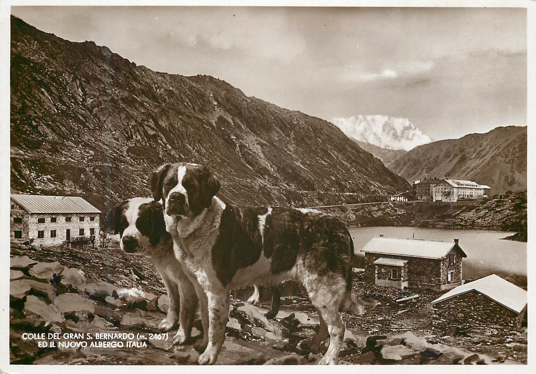 CPM Albergo Italia Bar-Ristorante Confori moderno Aosta Chien