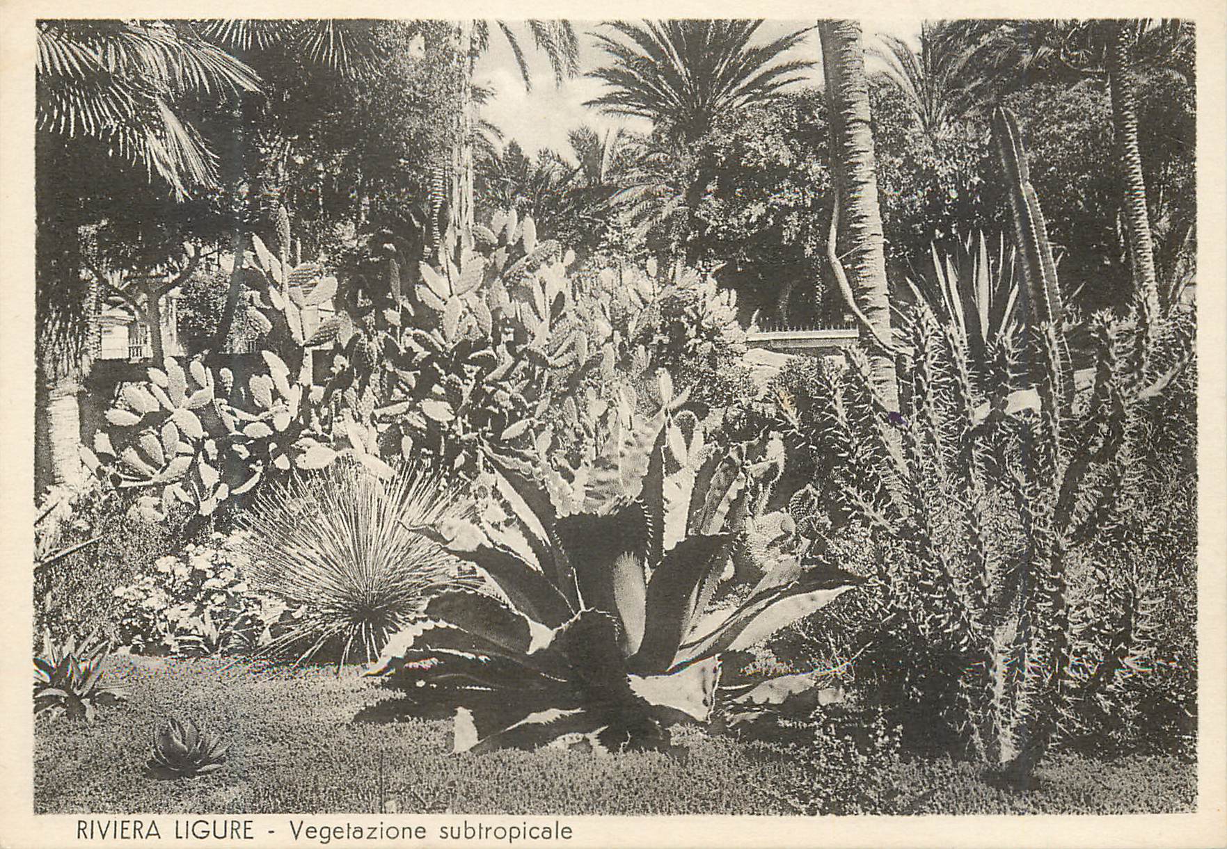 CPM Riviera Ligure - Vegetazione subtropicale