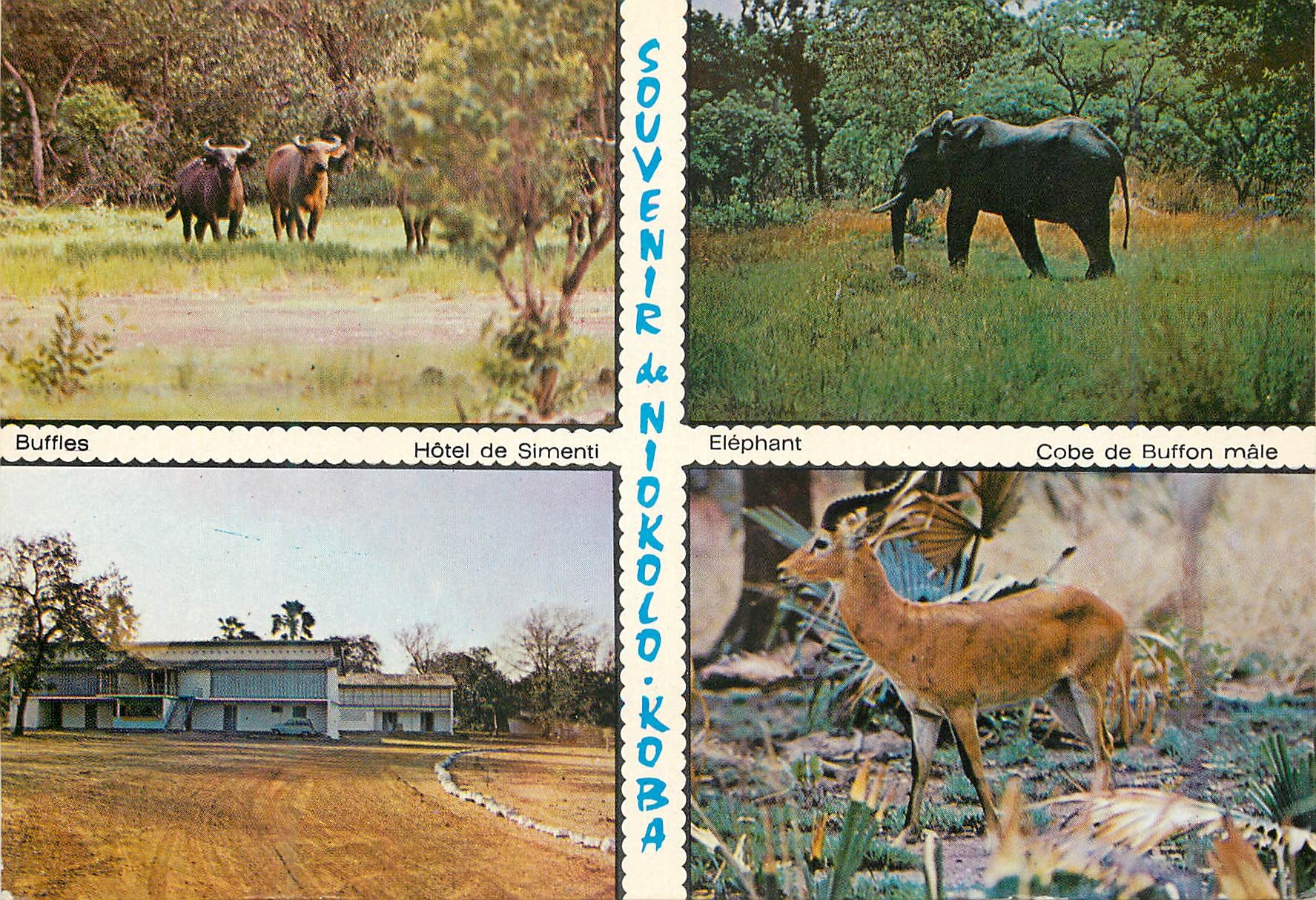 CPM Senegal Parc national du Niokolos-Koba Buffles Elephant Hotel de Simenti Cobe de buffon male