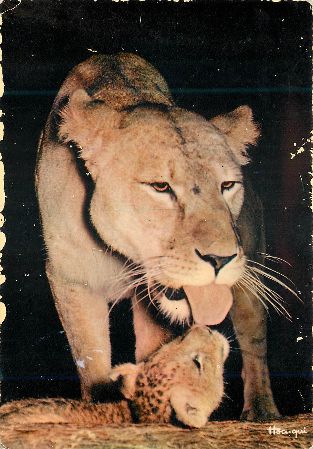 Lionne et lionceau — série Faune Africaine — Éditions HOA-QUI n°2652