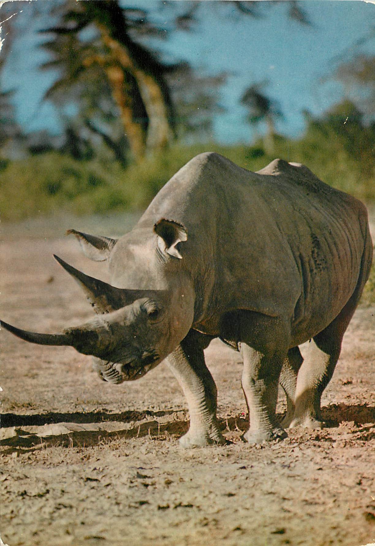 CPM Senegal Rhinoceros