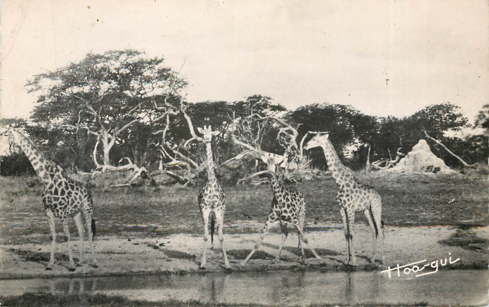 CPM Senegal Faune Africaine Groupe de Girafes