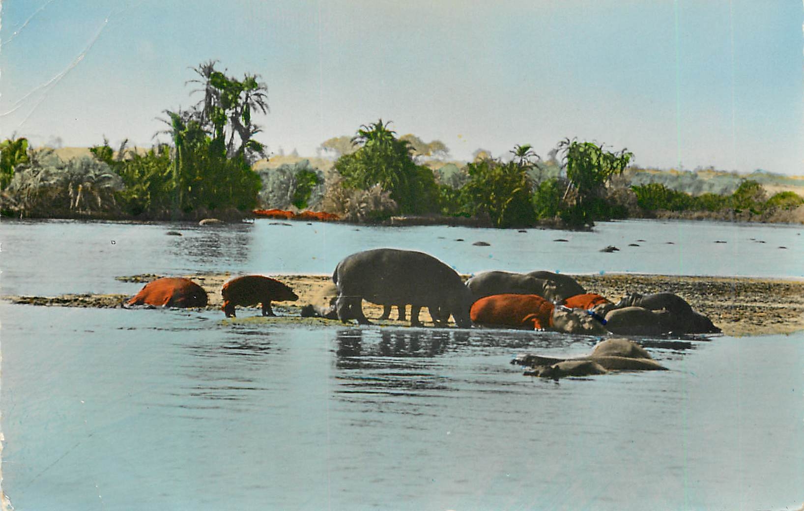 CPM Senegal Faune Africaine Hippopotame
