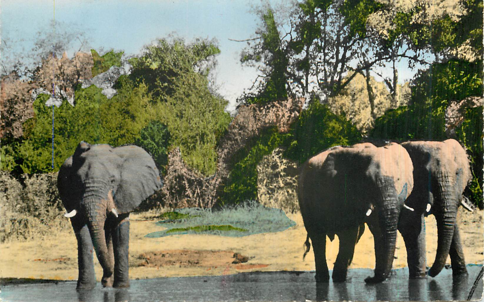 CPM Senegal Elephants a la Riviere