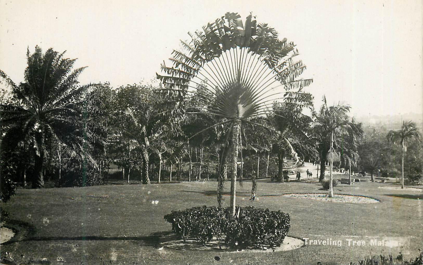 CPM Singapore Traveling Tree Malaya