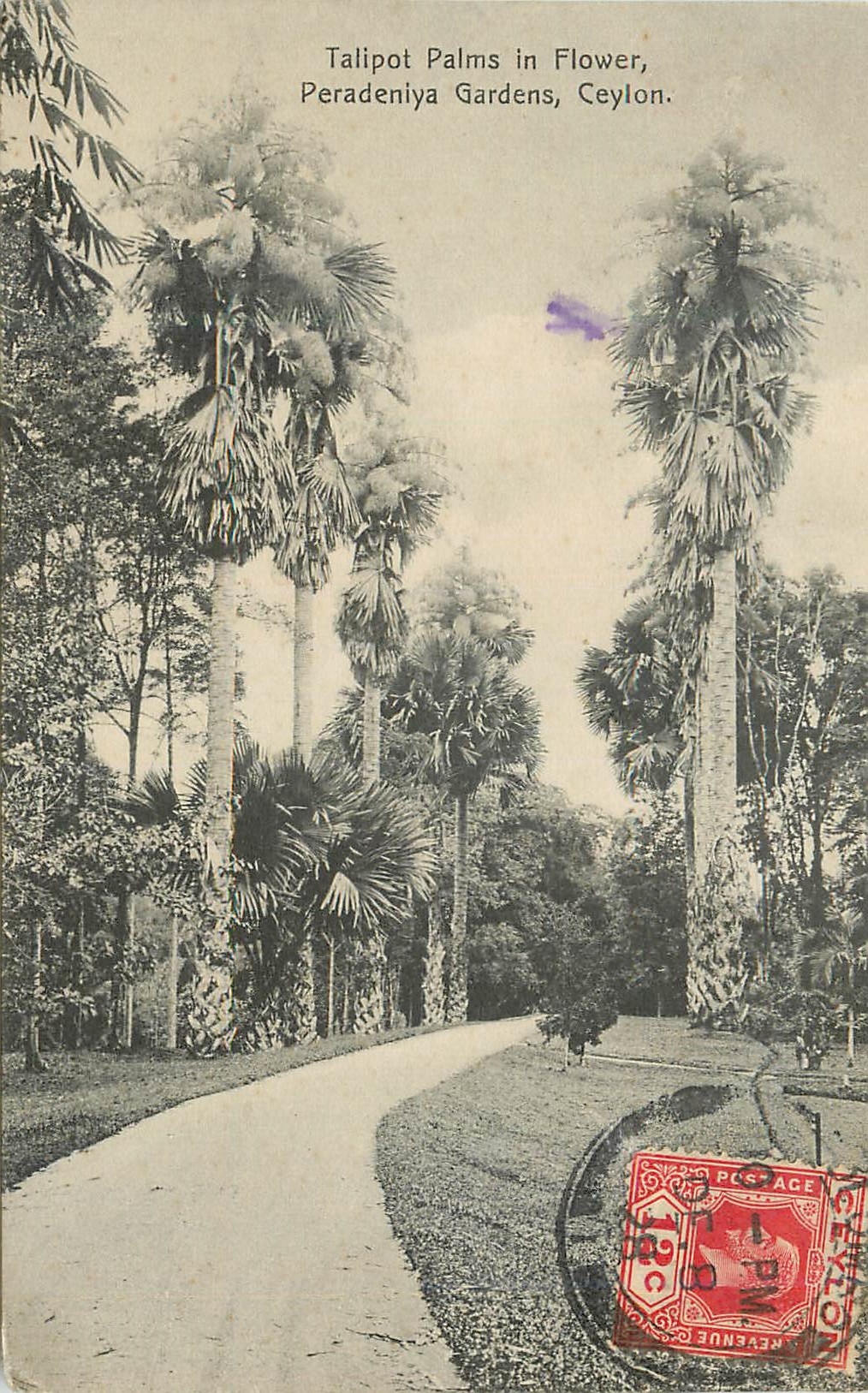CPA Sri Lanka Ceylon Peradeniya