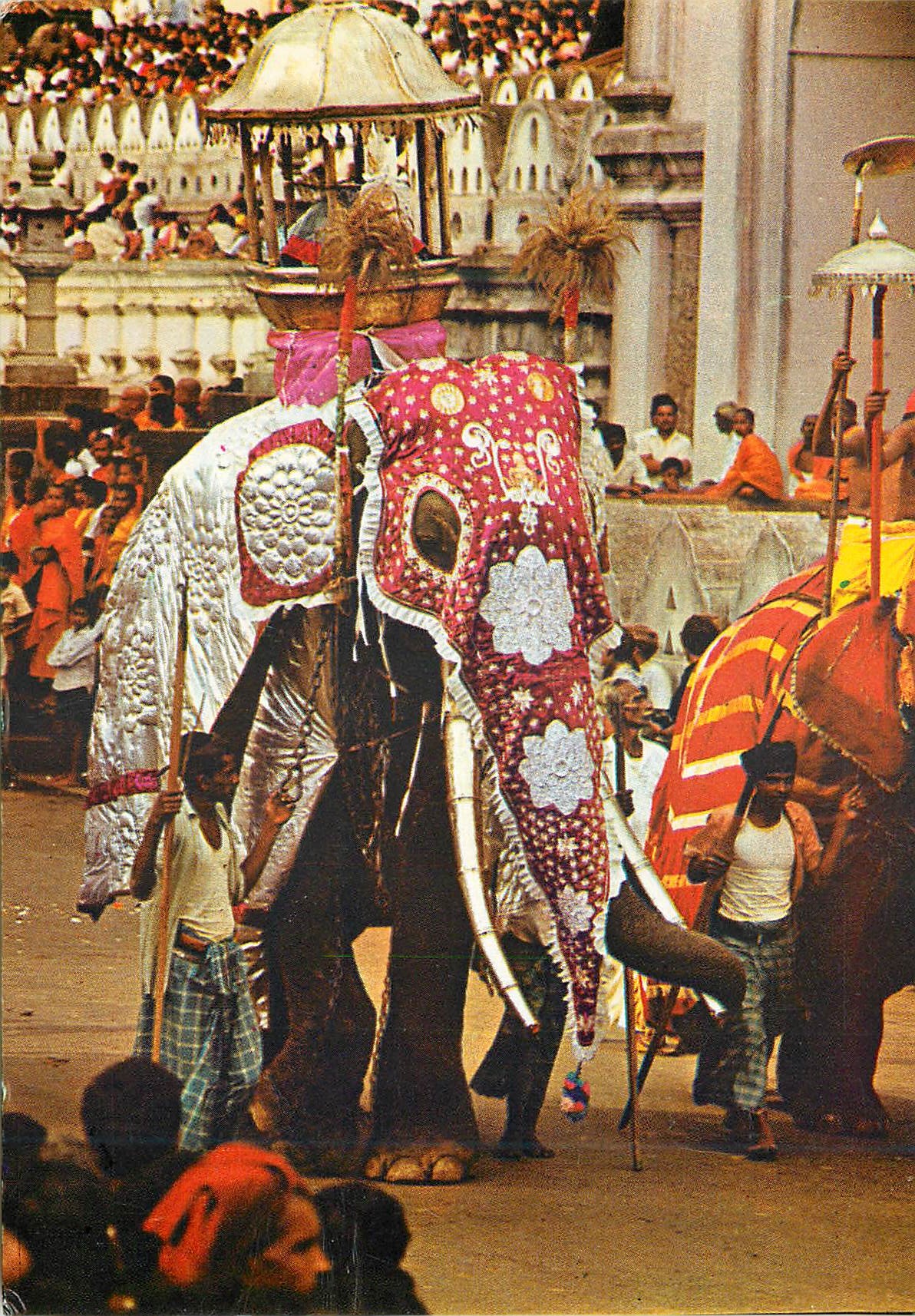 CPM Sri Lanka Kandy Esala Perehera Elephant