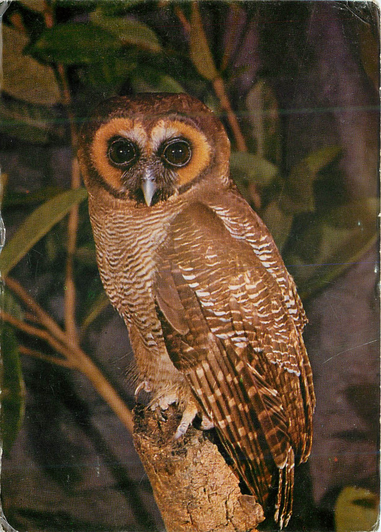 CPM Sri Lanka The Brown Wood-Owl