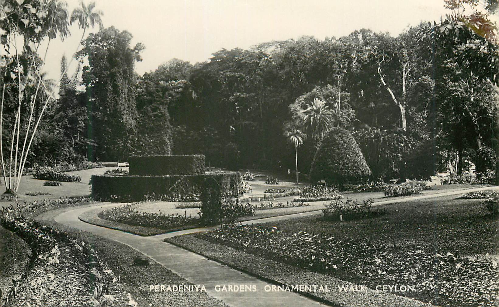 CPM Ceylon Peradeniya Gardens Ornamental Walk
