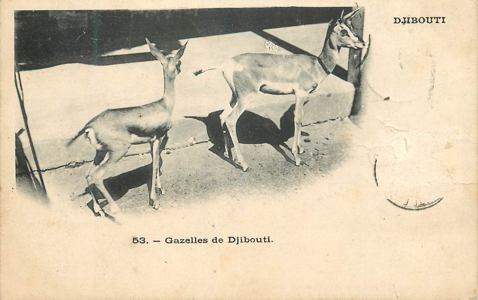 CPA Djibouti Gazelles de Djibouti