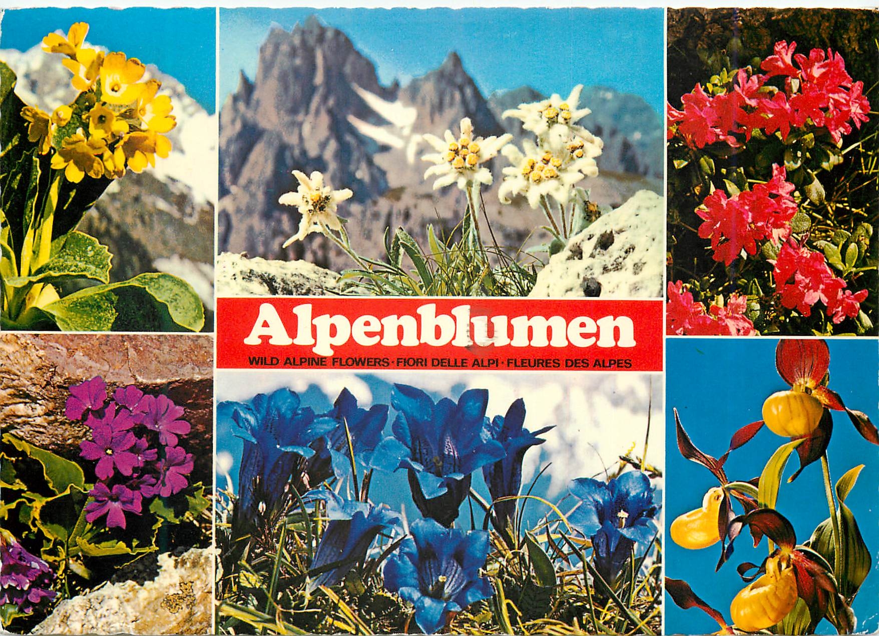 CPM Alpenflore Fleurs