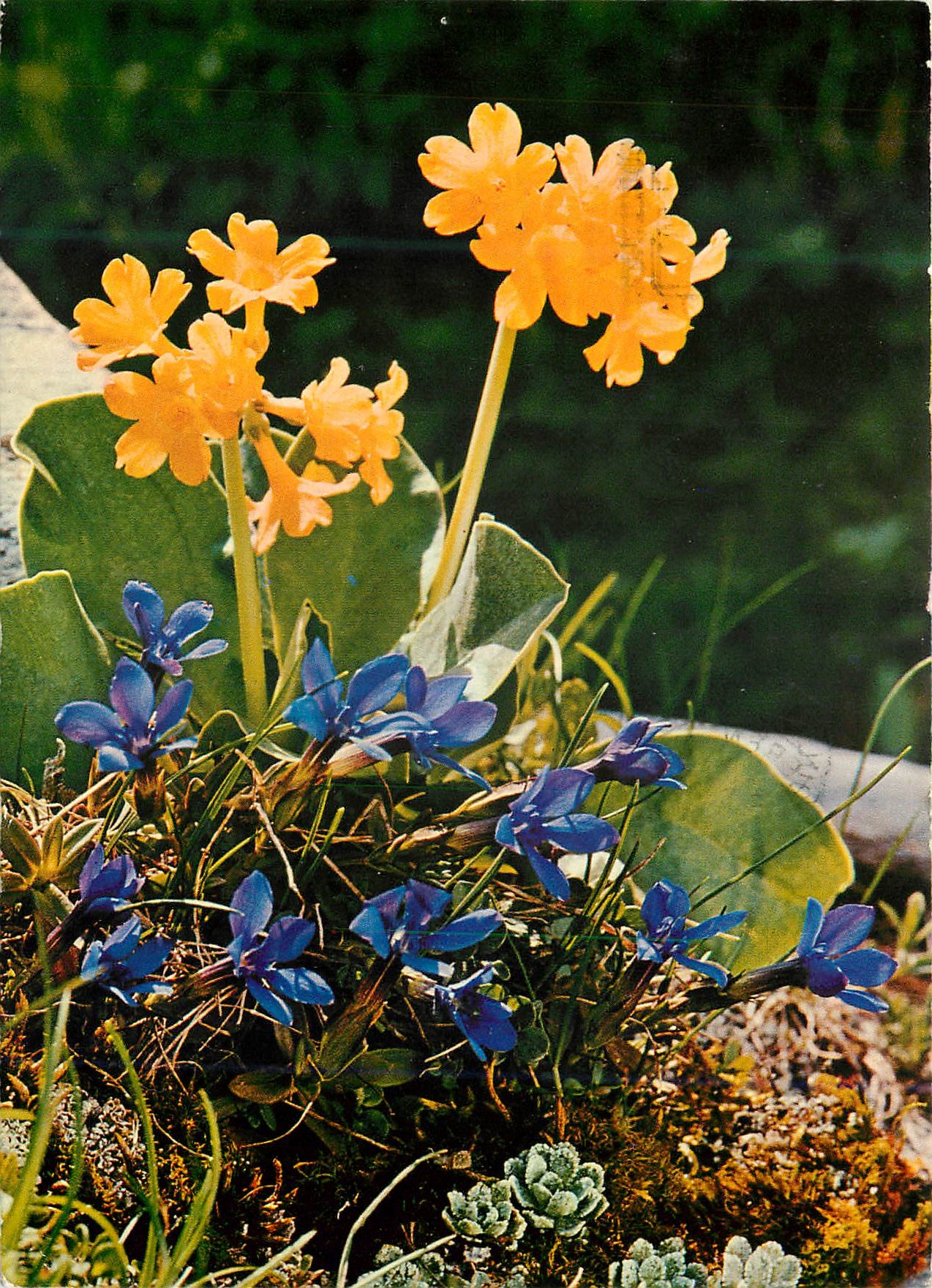 CPM Fleurs