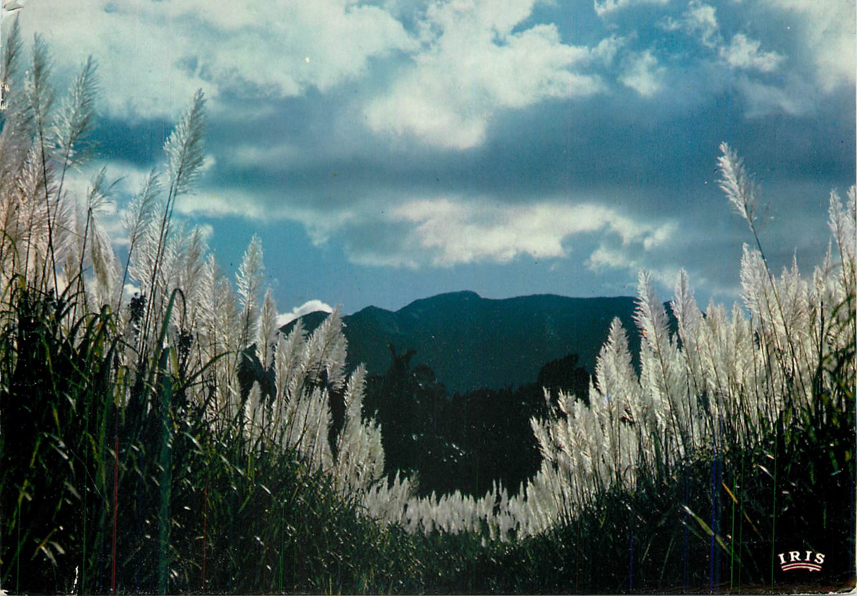 CPM Guadeloupe Champ de canne a sucre en fleurs Vue sur les Mornes