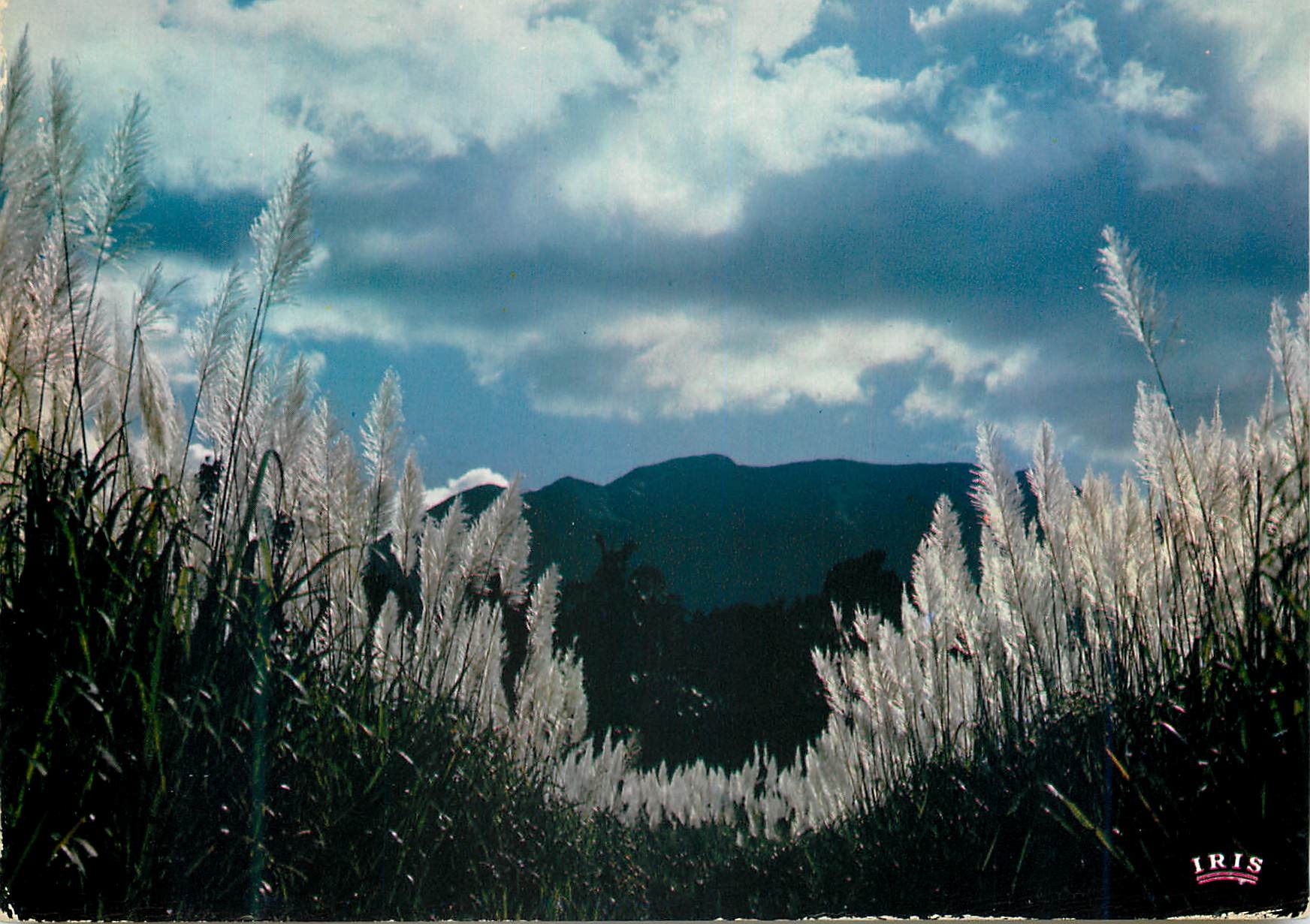 CPM Guadeloupe Champ de canne a sucre en fleurs