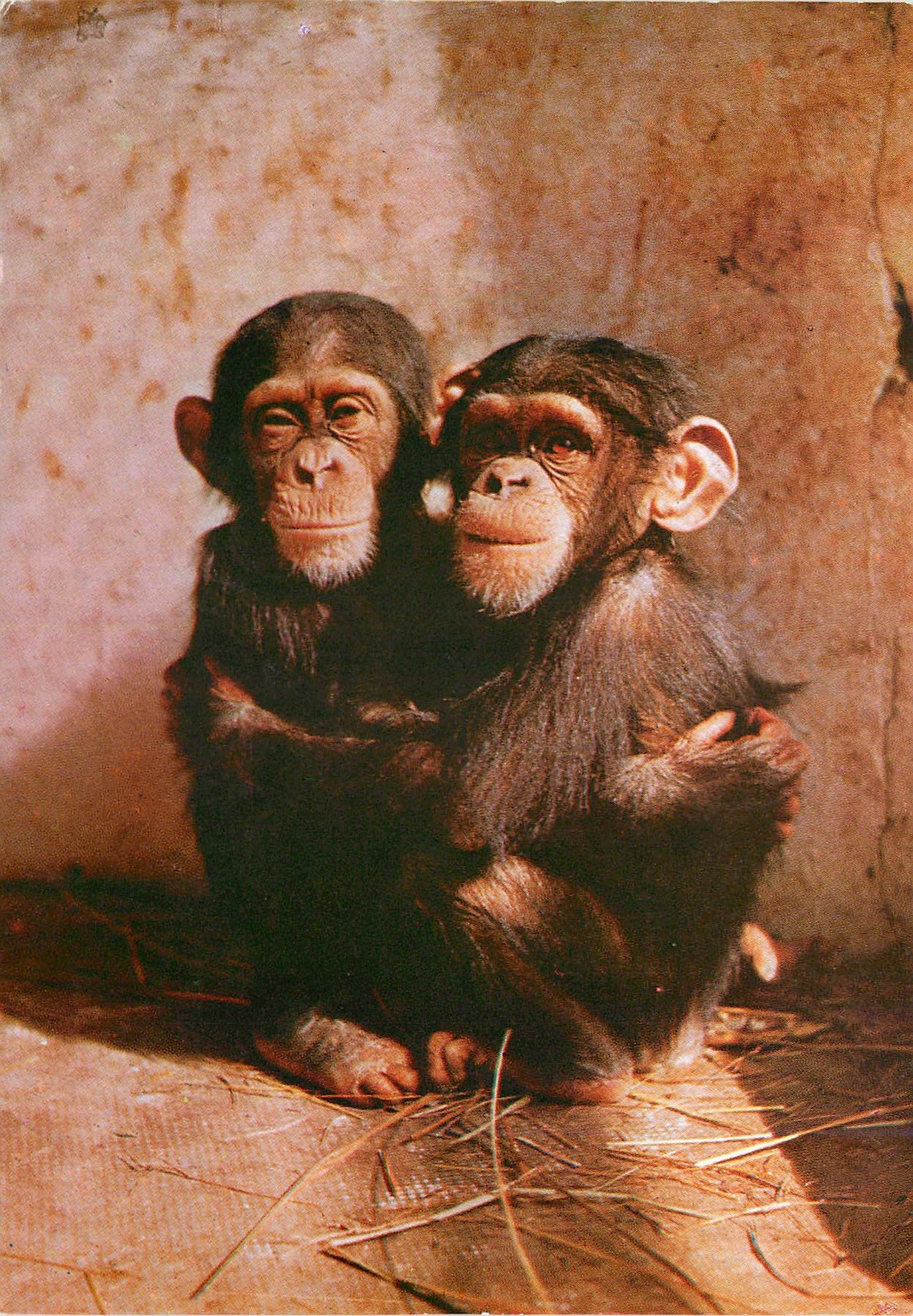 CPM La Cote occidentale d'Afrique Rio Muni Maman et bebe chimpanzes Singe