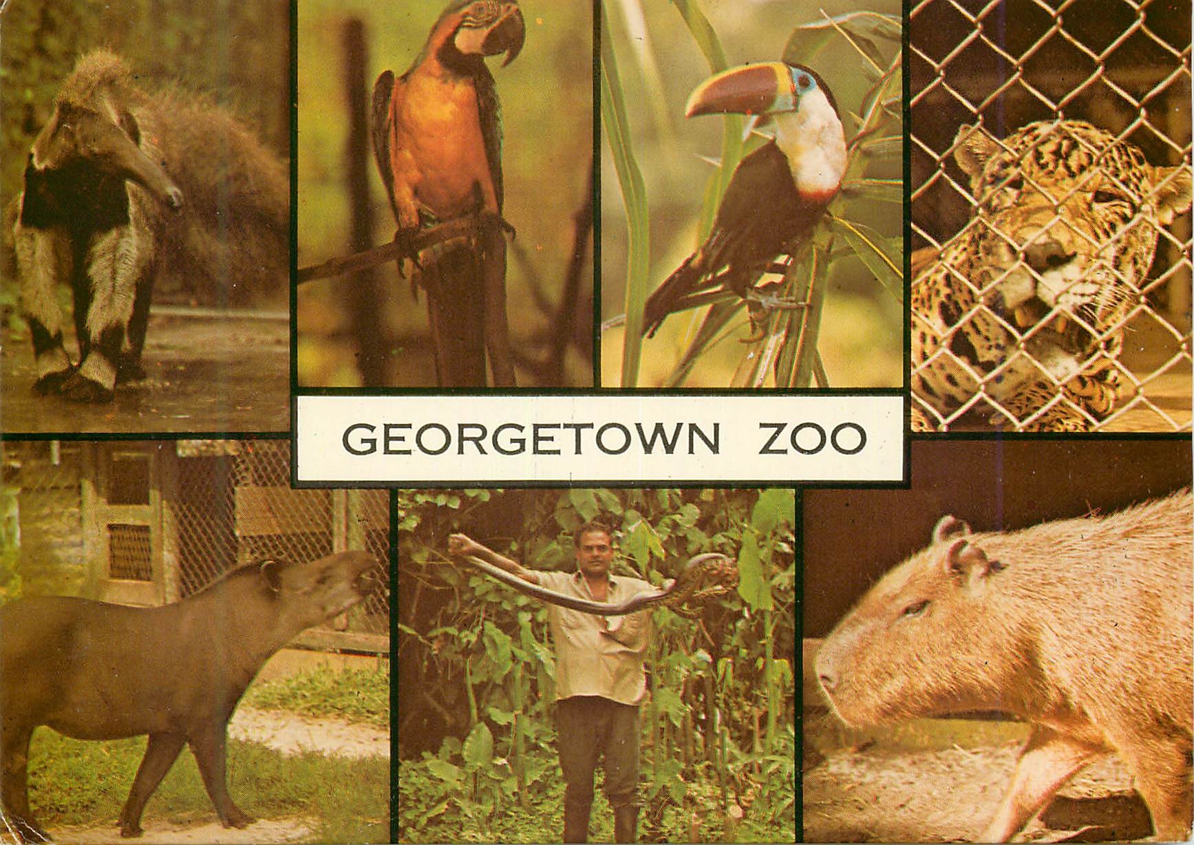 CPM Guyana South America Georgetown Zoo Calao Perroquet Macaw Toucan Jaguar Tapir Camoudi Capybara