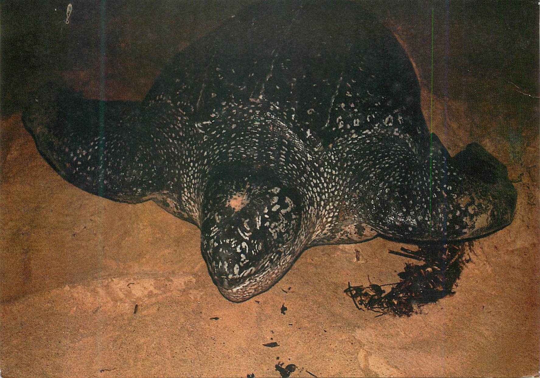 CPM Guyane Francaise Mana Les tortues luth Tortue
