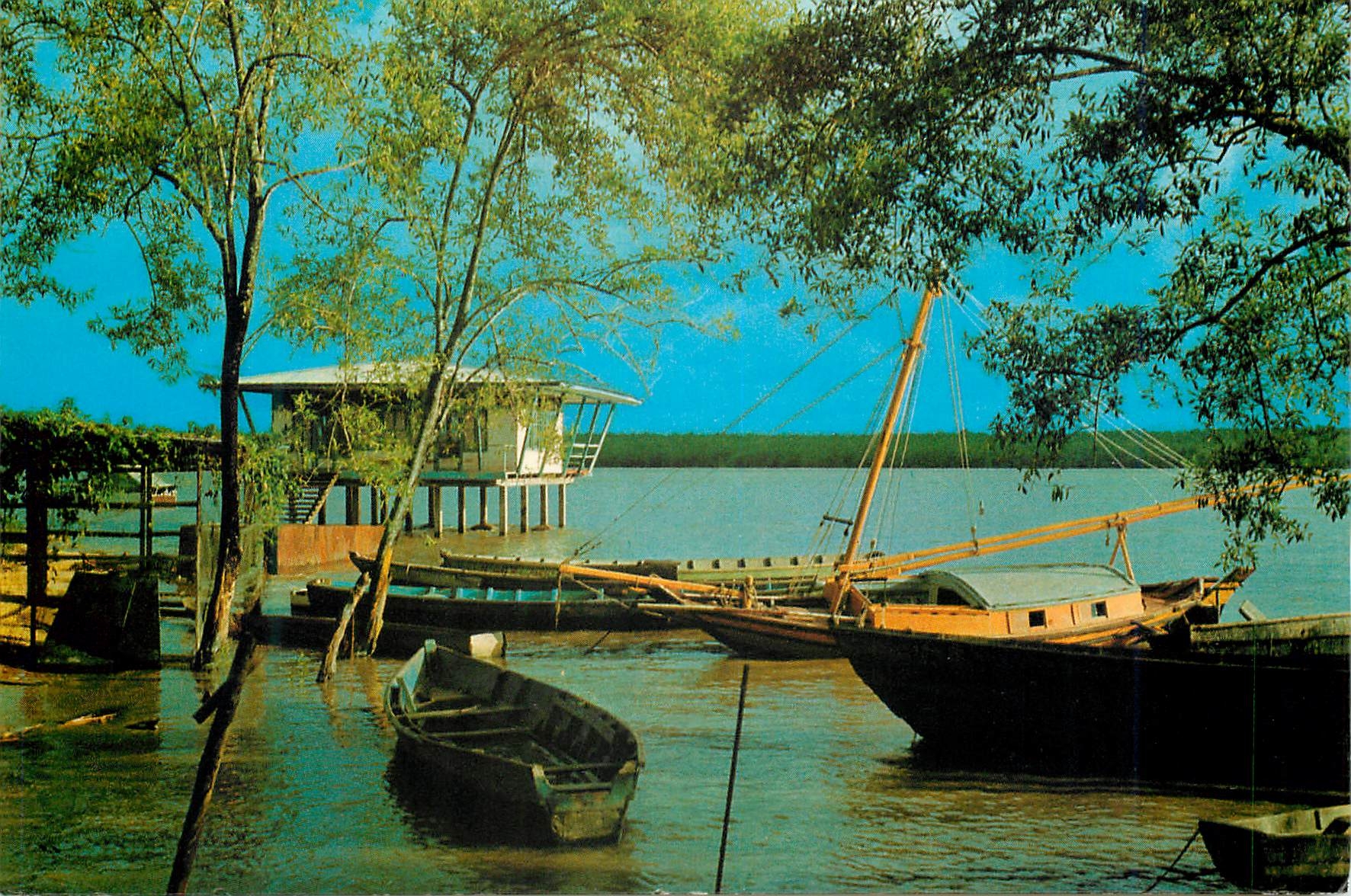 CPM Guyane Francaise Ile de Cayenne Degrad des cannes