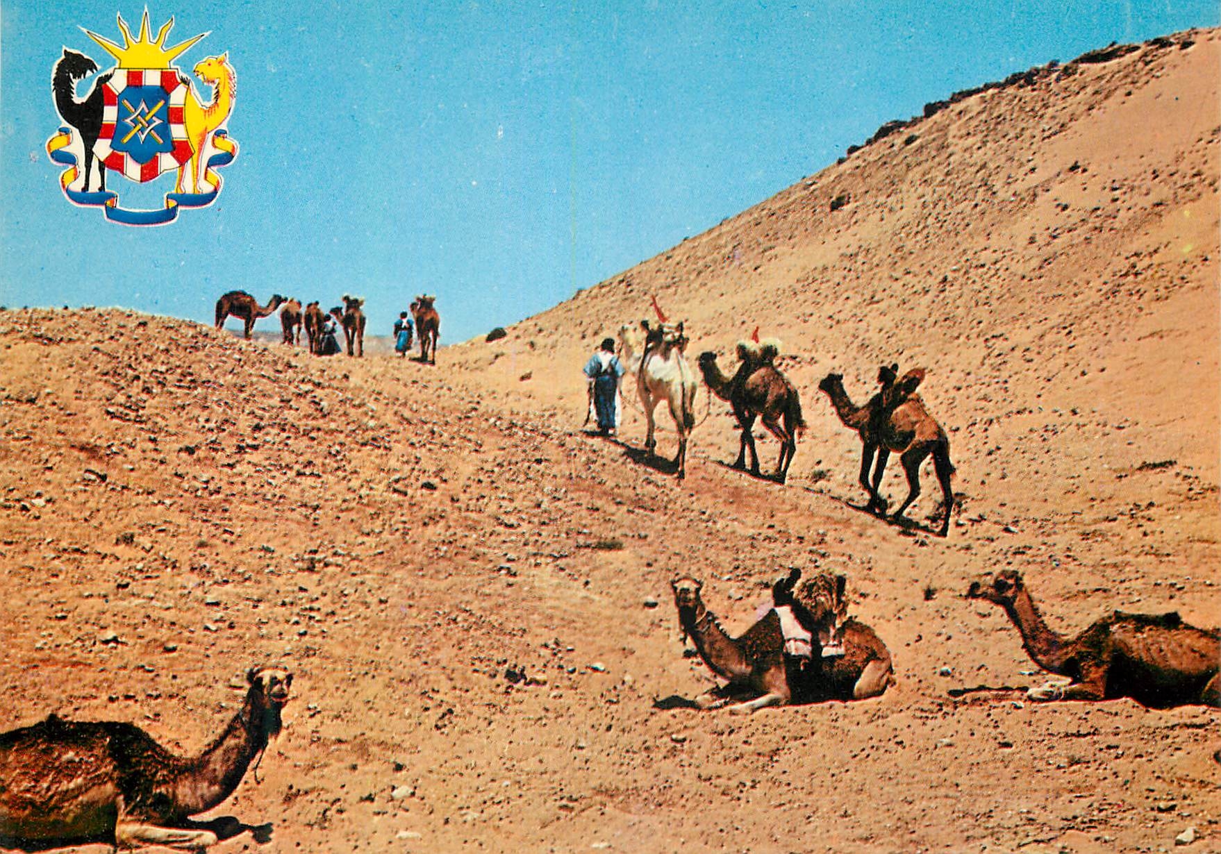 CPM Scene du sahara marocain Chameaux