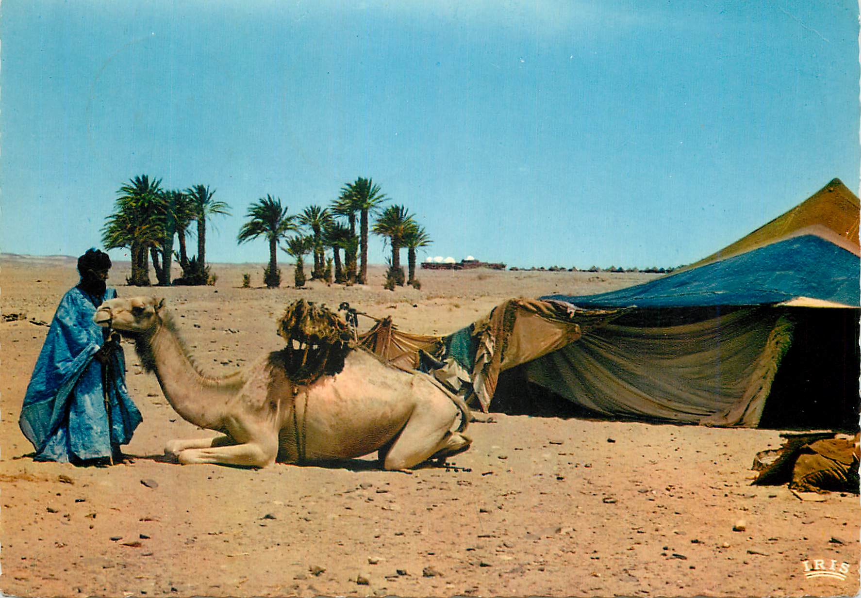 CPM Scenes et types du maroc devant la maimah au tente nomade Chameaux