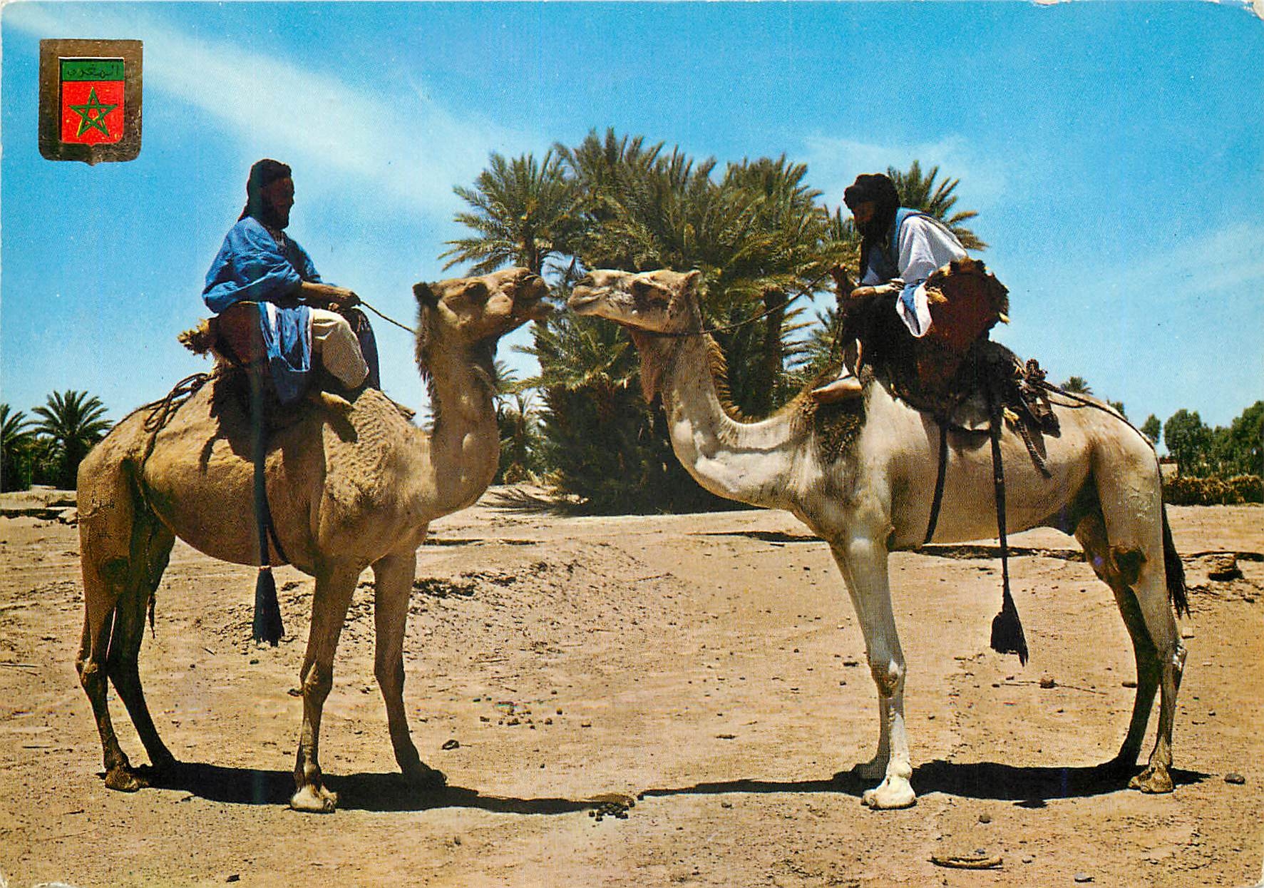 CPM Maroc typique maharistes de m'hamid Chameaux