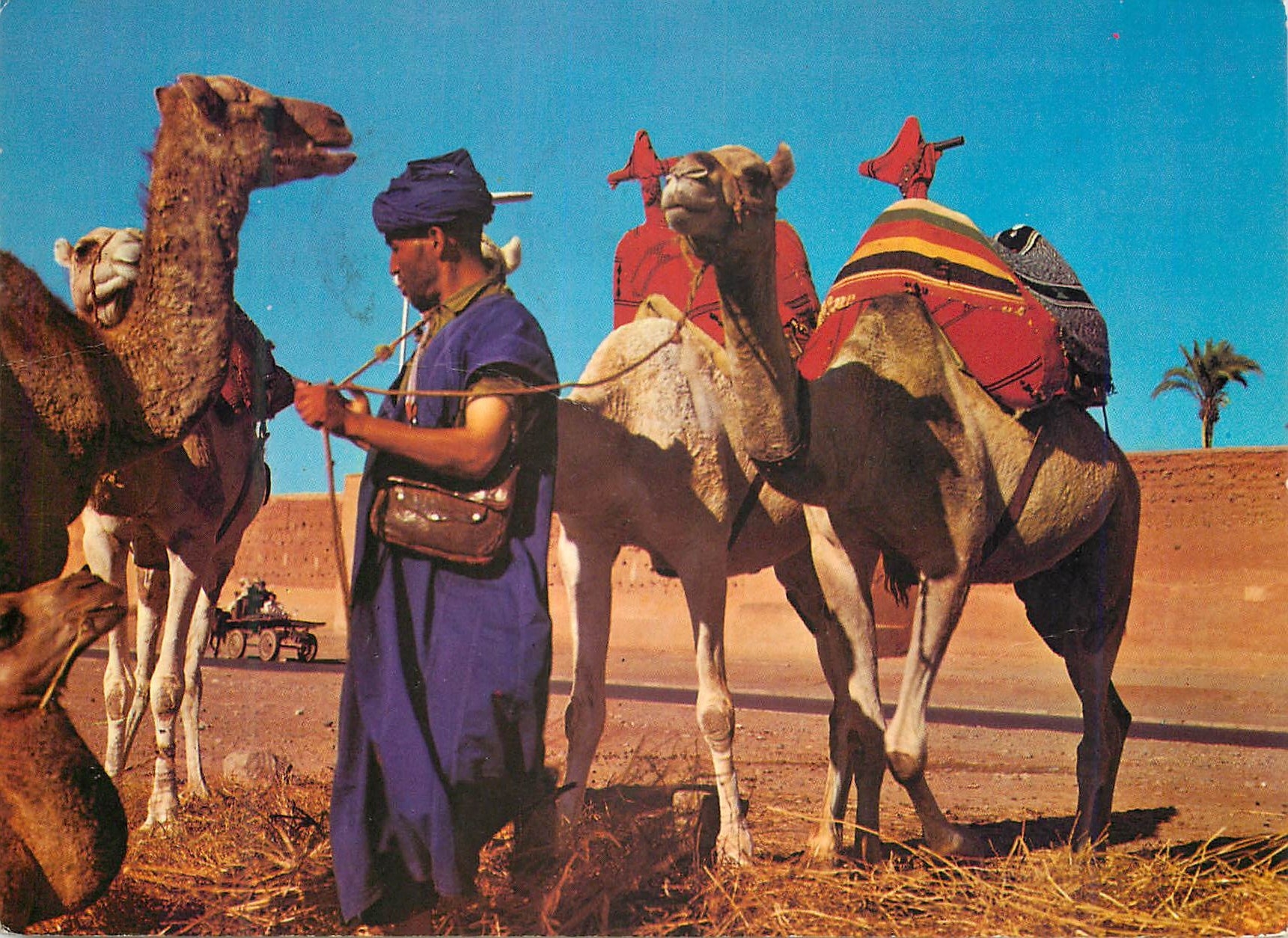 CPM Marrakech pret pour la promenade Chameaux