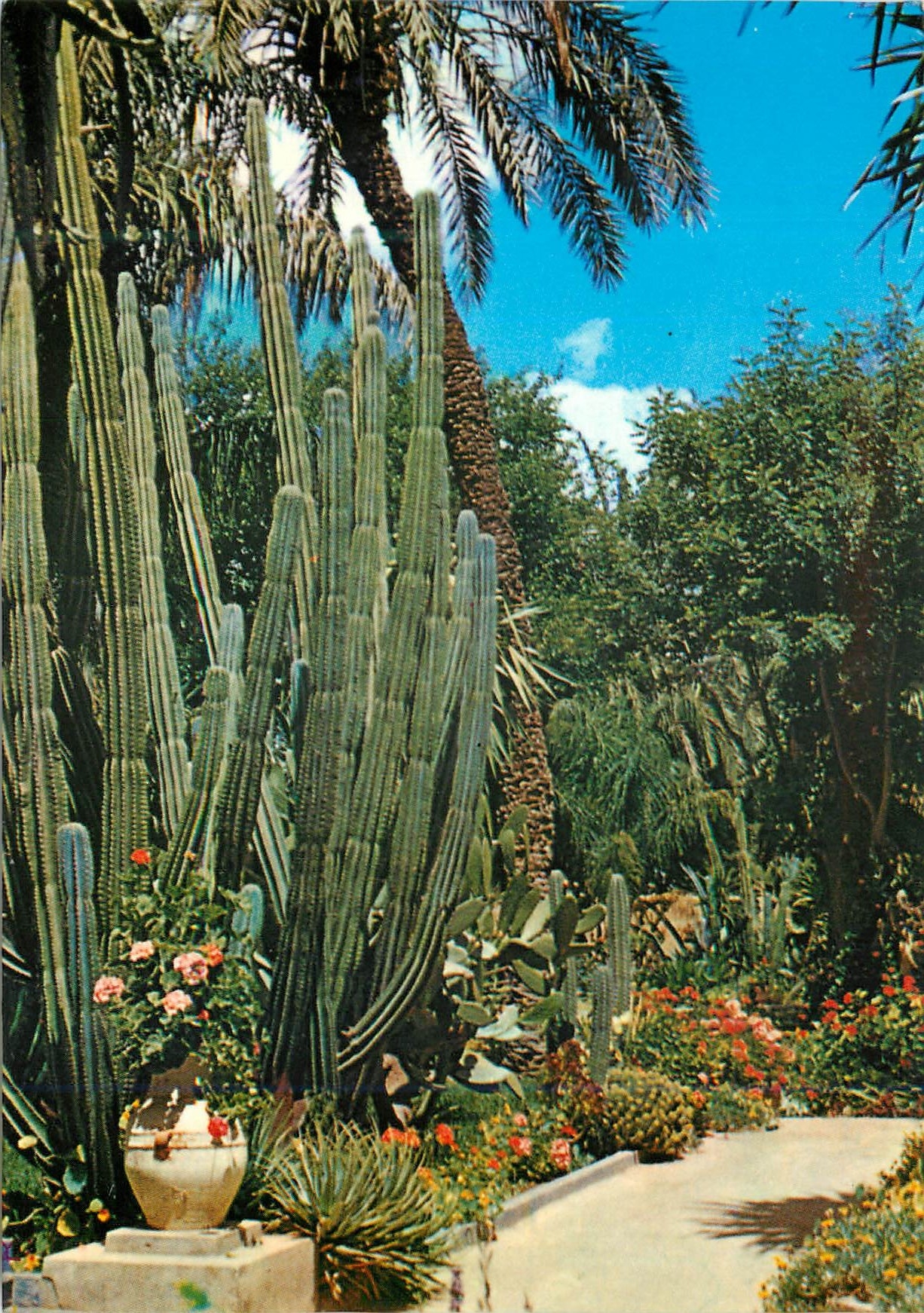 CPM Marrakech le maroc pittoresque jardin exotique du peintre majorelle