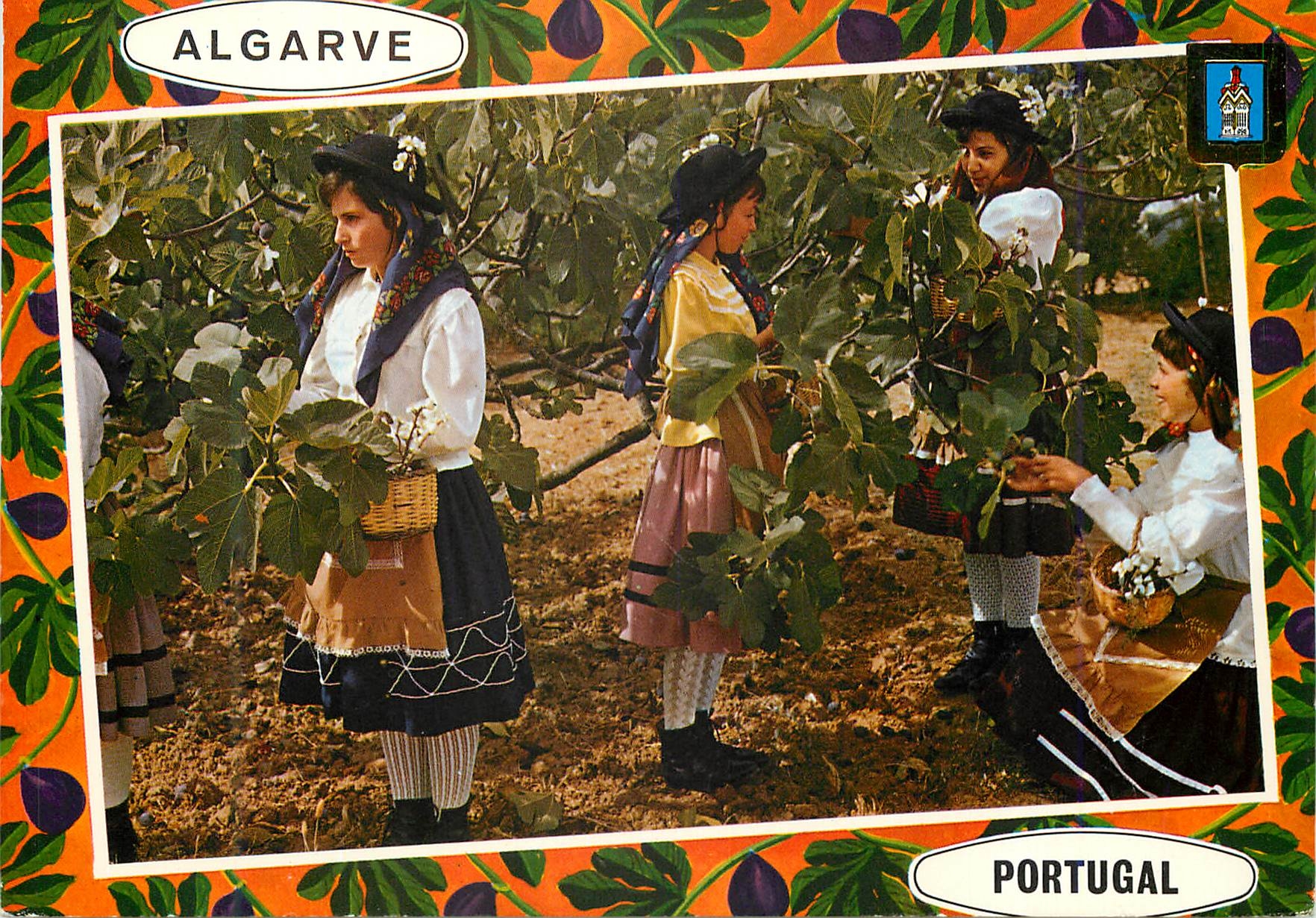 CPM Portugal Algarve Cueillette des figues
